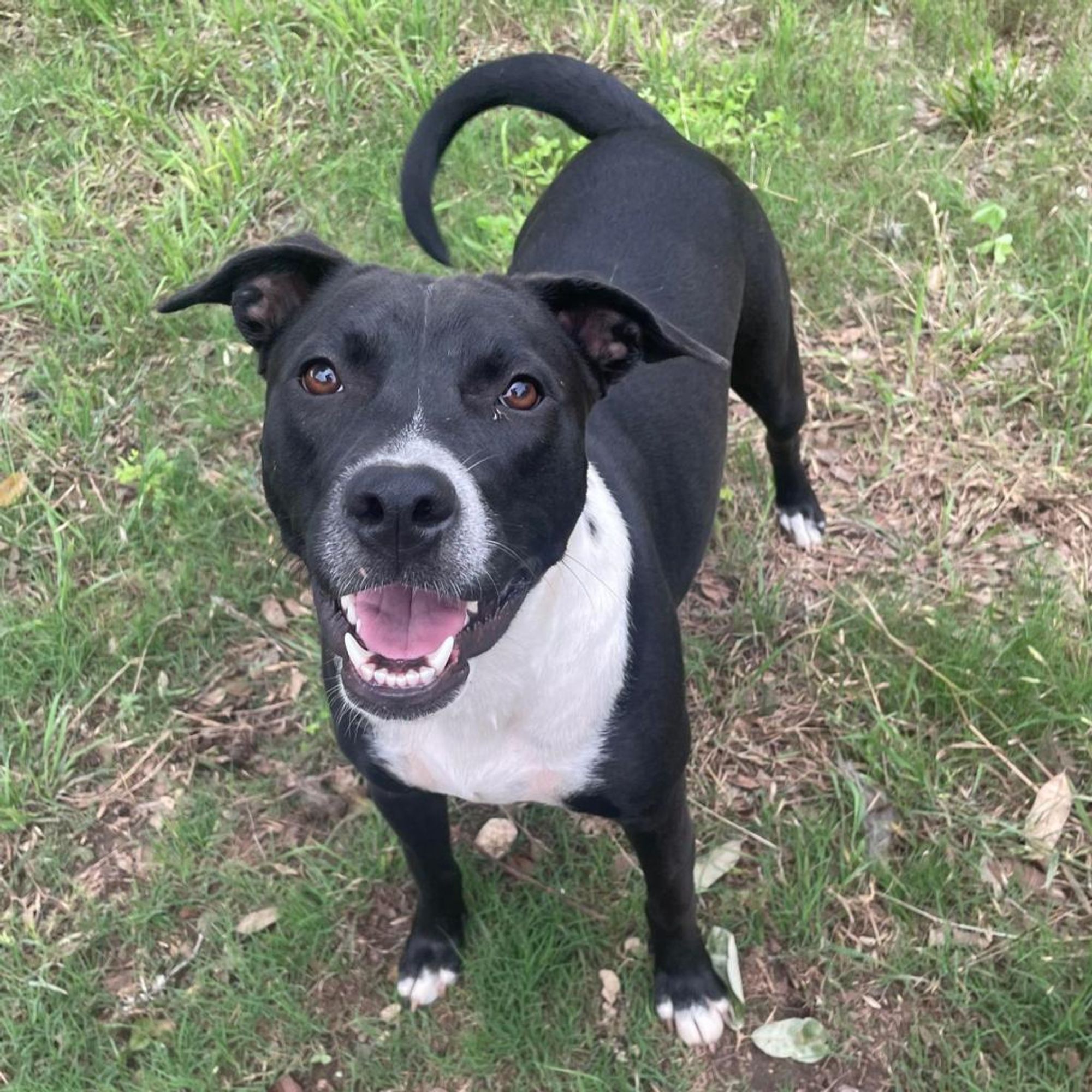 River is a Terrier dog, available for adoption in New Braunfels, TX.