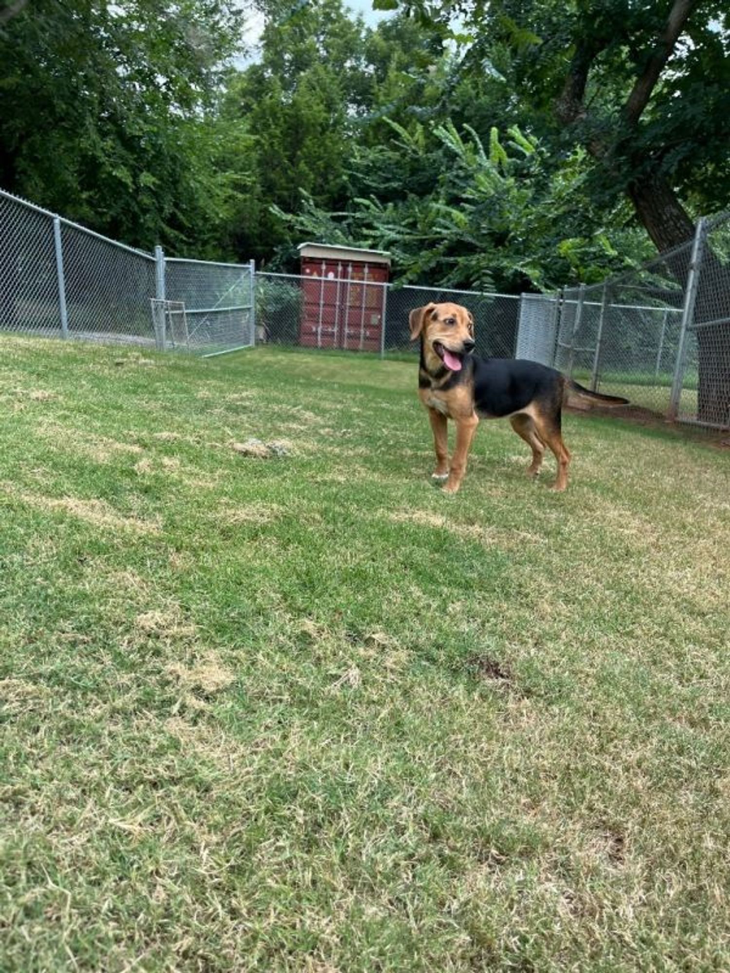 Goose is a Hound dog, available for adoption in Noble, OK.