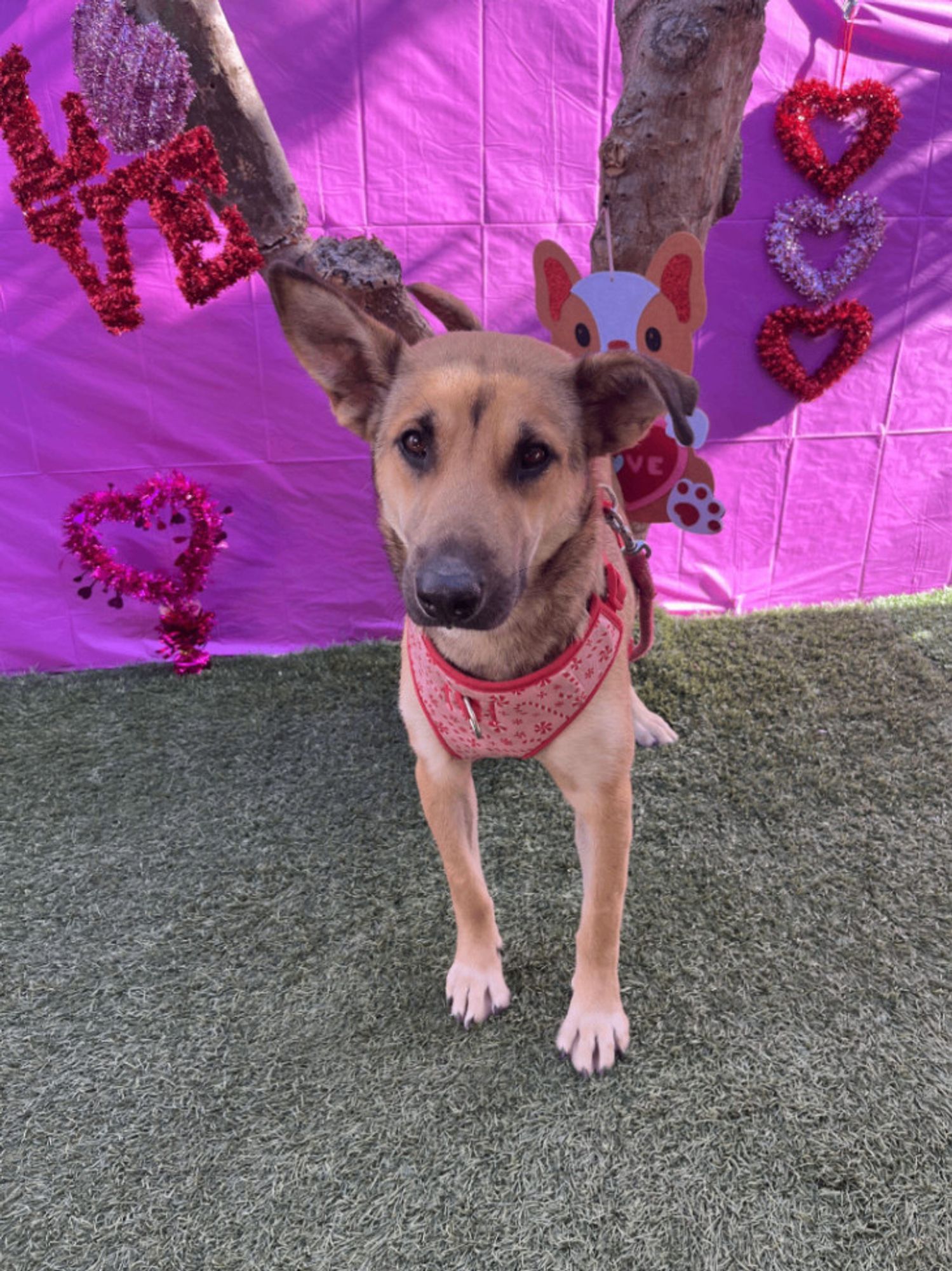 Melissa is a Labrador Retriever and Shepherd dog, available for adoption in Pasadena, CA.