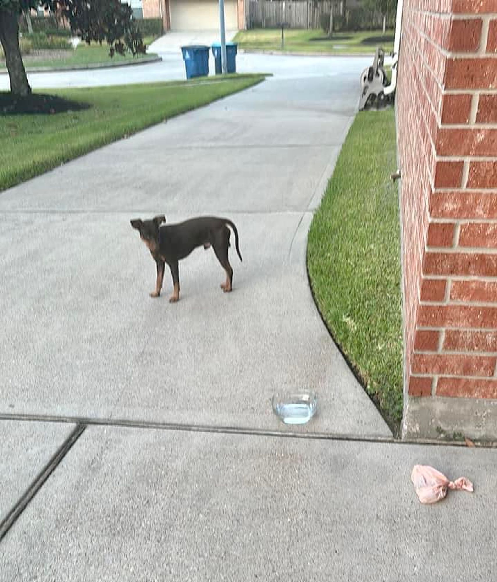 Bentley is a Miniature Pinscher dog, available for adoption in Houston, TX.