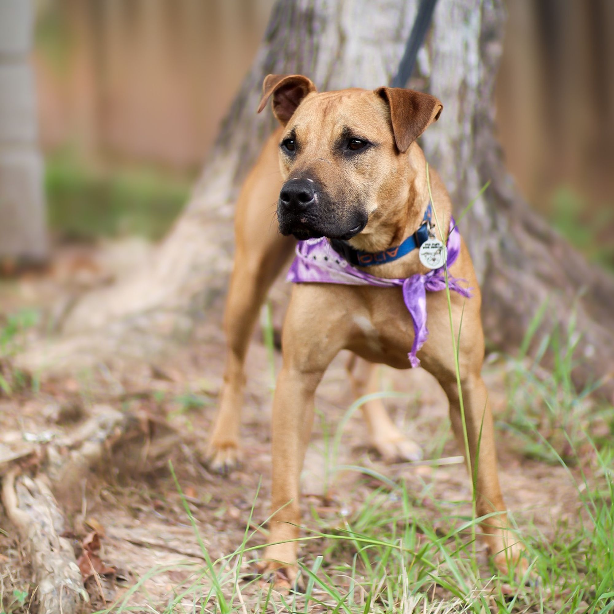 Scooby Doo is a Black Mouth Cur and Boxer dog, available for adoption in Phenix City, AL.