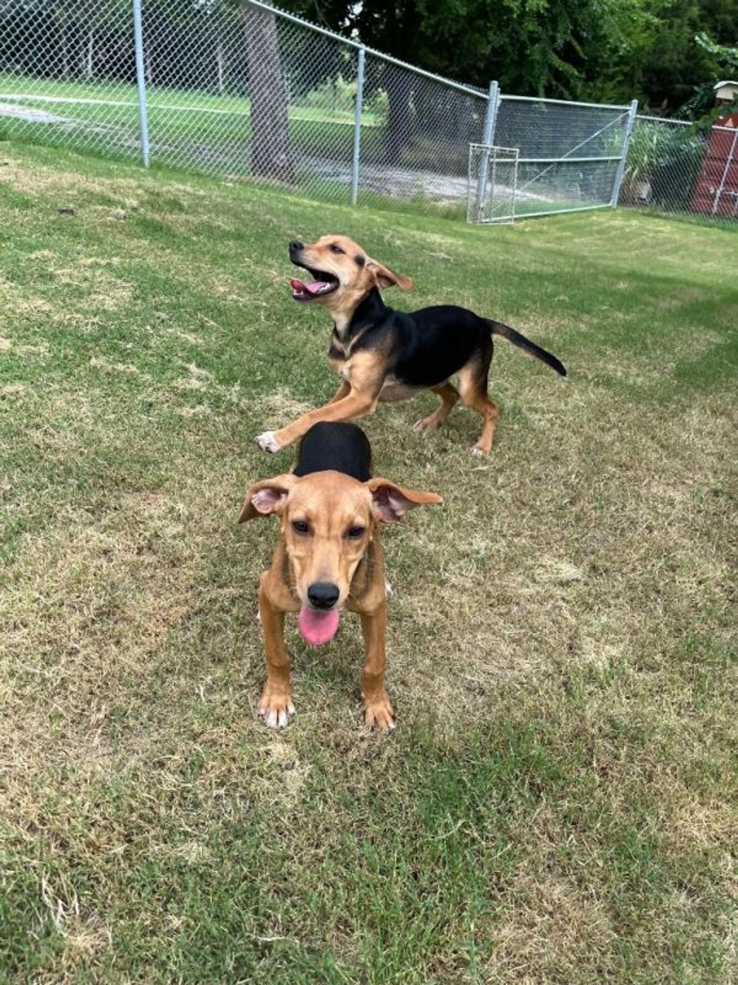 Goose is a Hound dog, available for adoption in Noble, OK.