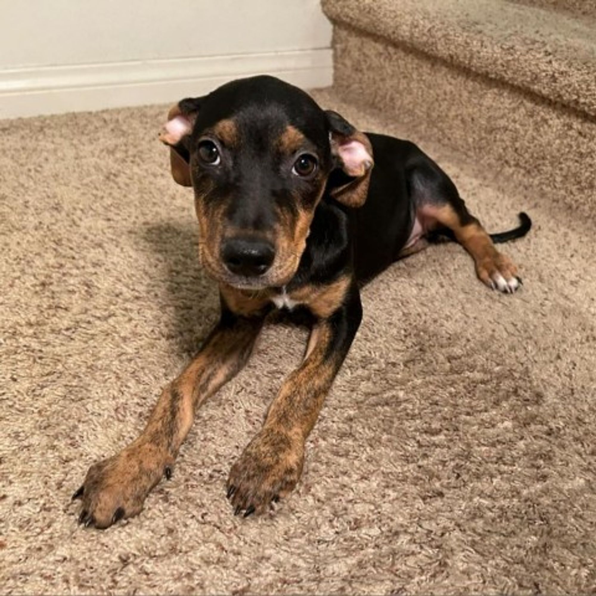 Ravey-*Available 9/29* Chino Hills Location is a Doberman Pinscher mix dog, available for adoption in Chino Hills, CA.