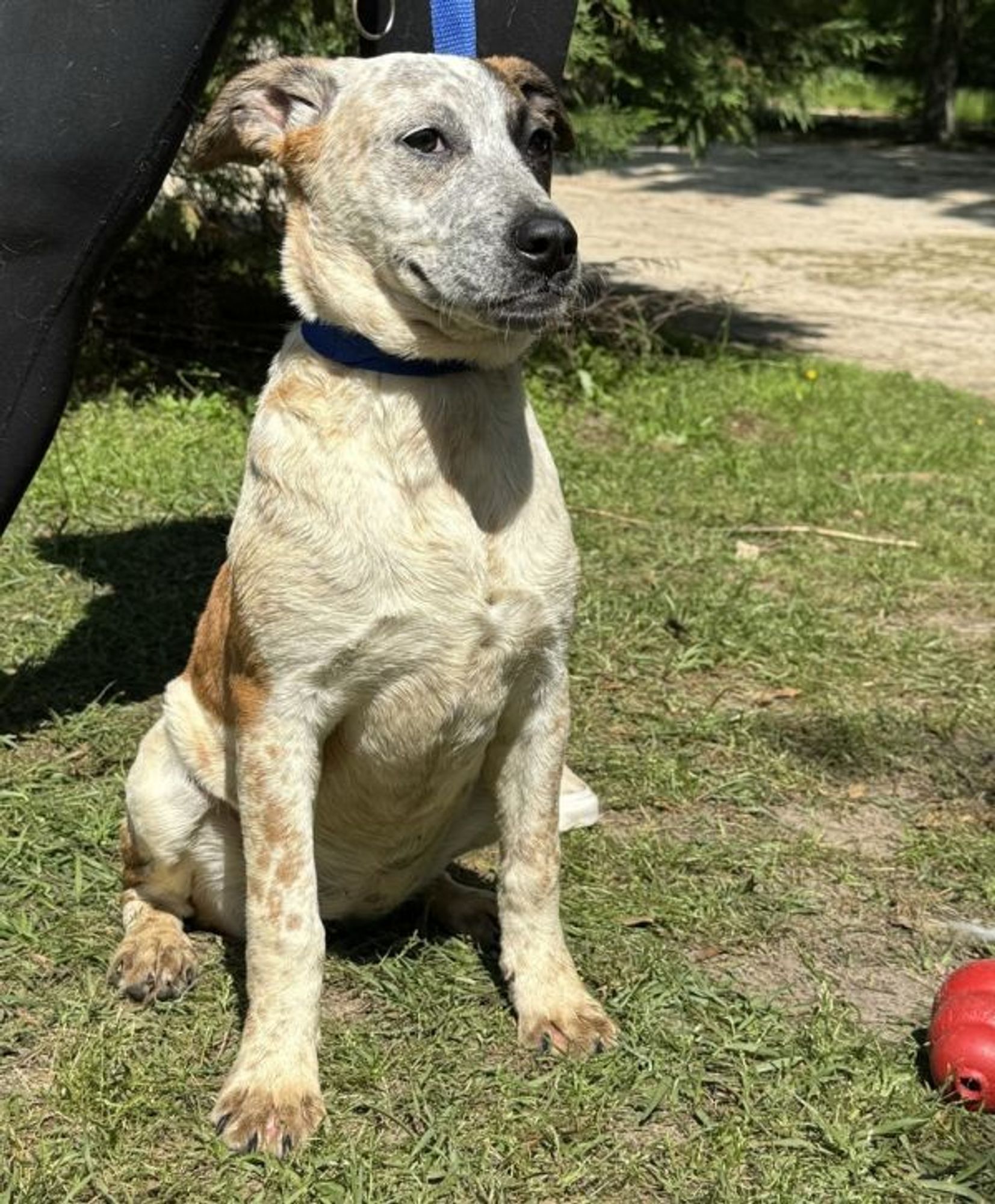 Triscuit is a Australian Cattle Dog / Blue Heeler available for adoption in Troy, AL.