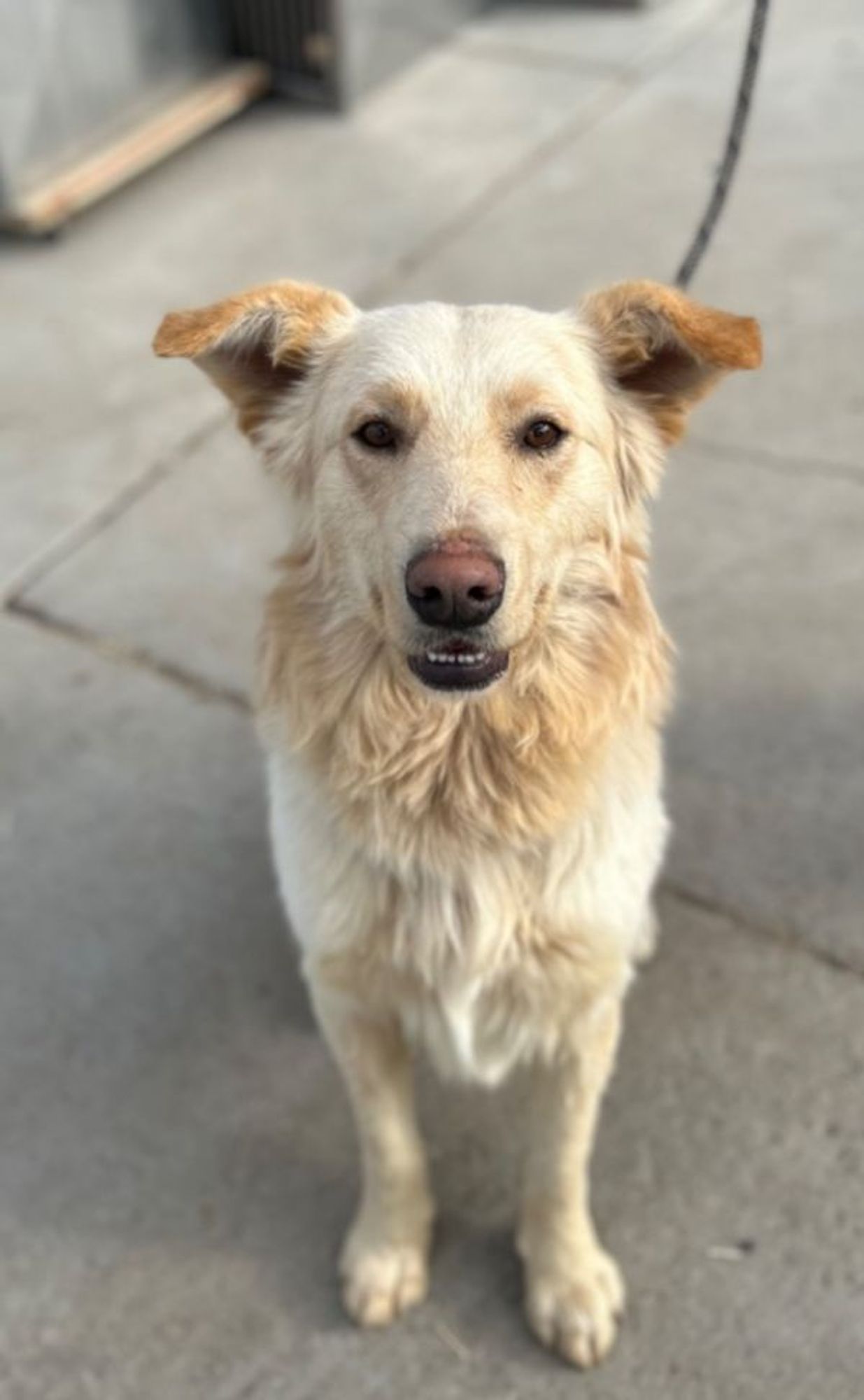 Hamilton 2 is a Great Pyrenees and Golden Retriever dog, available for adoption in Fort Lupton, CO.