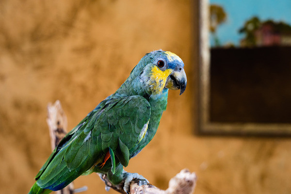 Jackpot is a Amazon parrot, available for adoption in Elizabeth, CO.