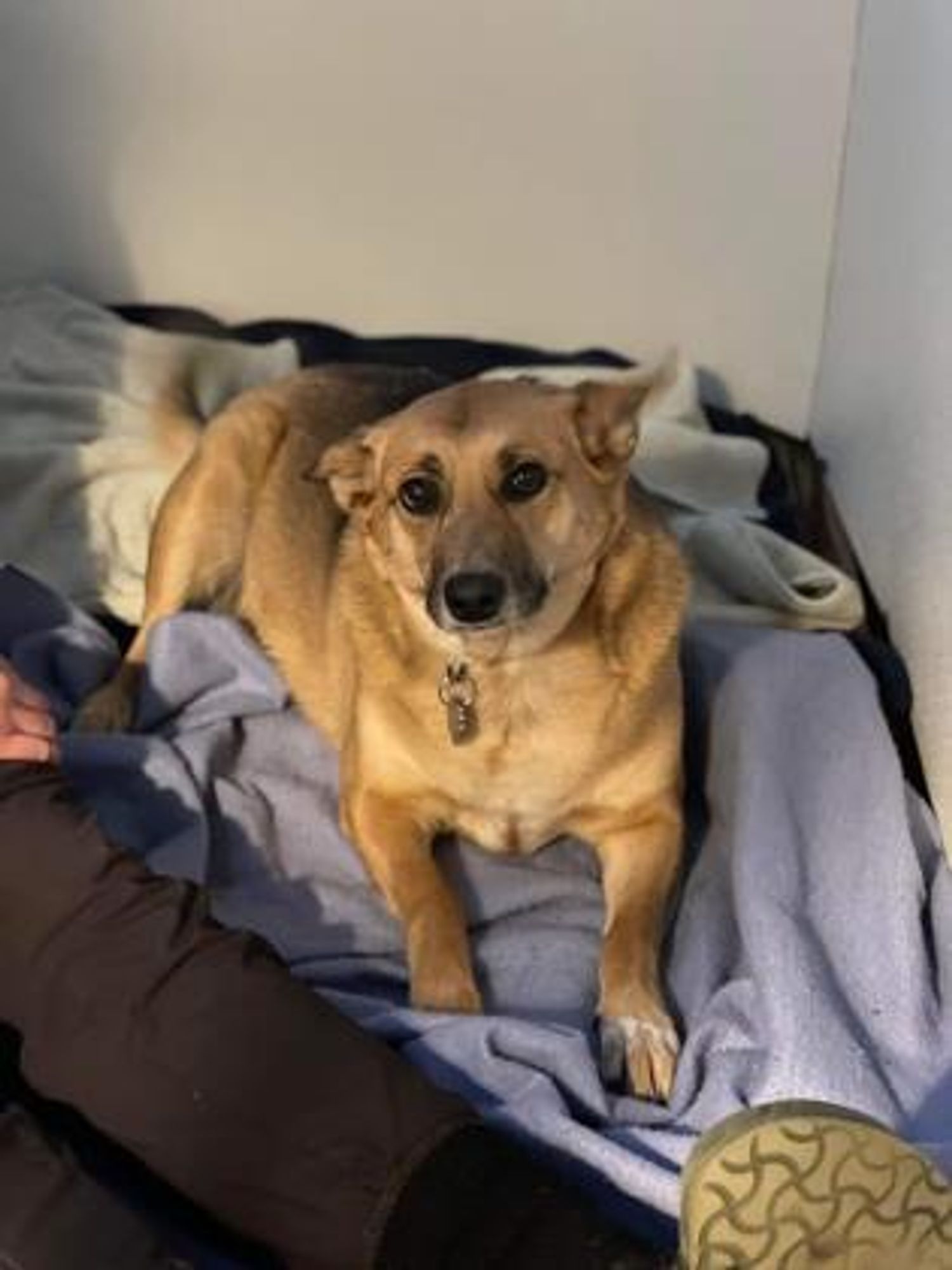 Sue is a Shepherd and Mixed Breed dog, available for adoption in Pekin, IL.