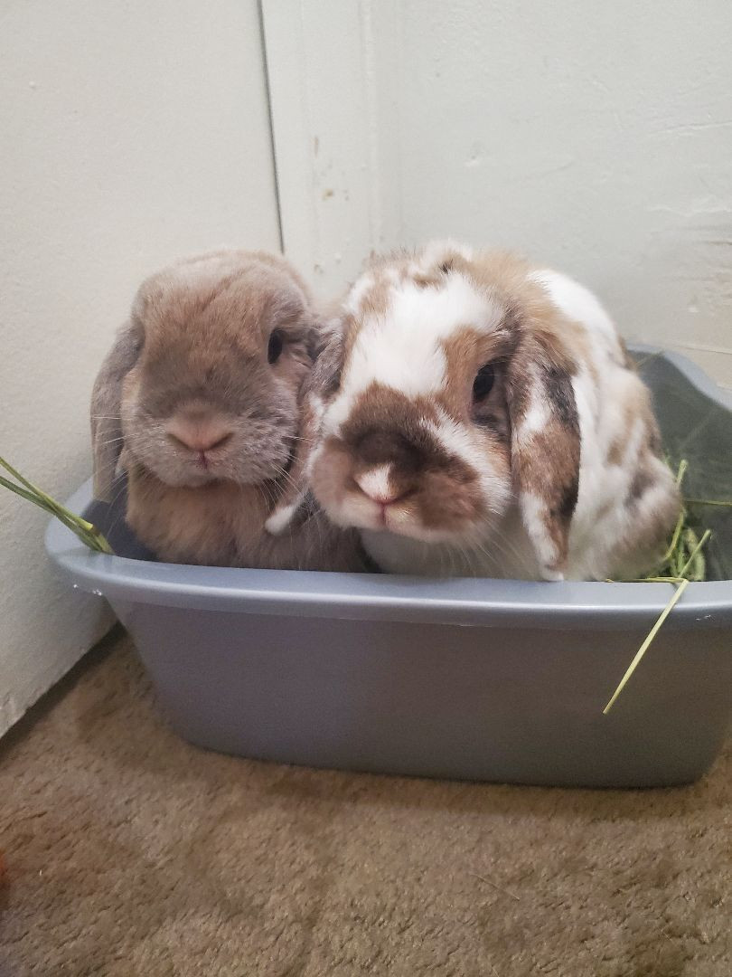 Nugget is a Holland Lop rabbit, available for adoption in Los Angeles, CA.