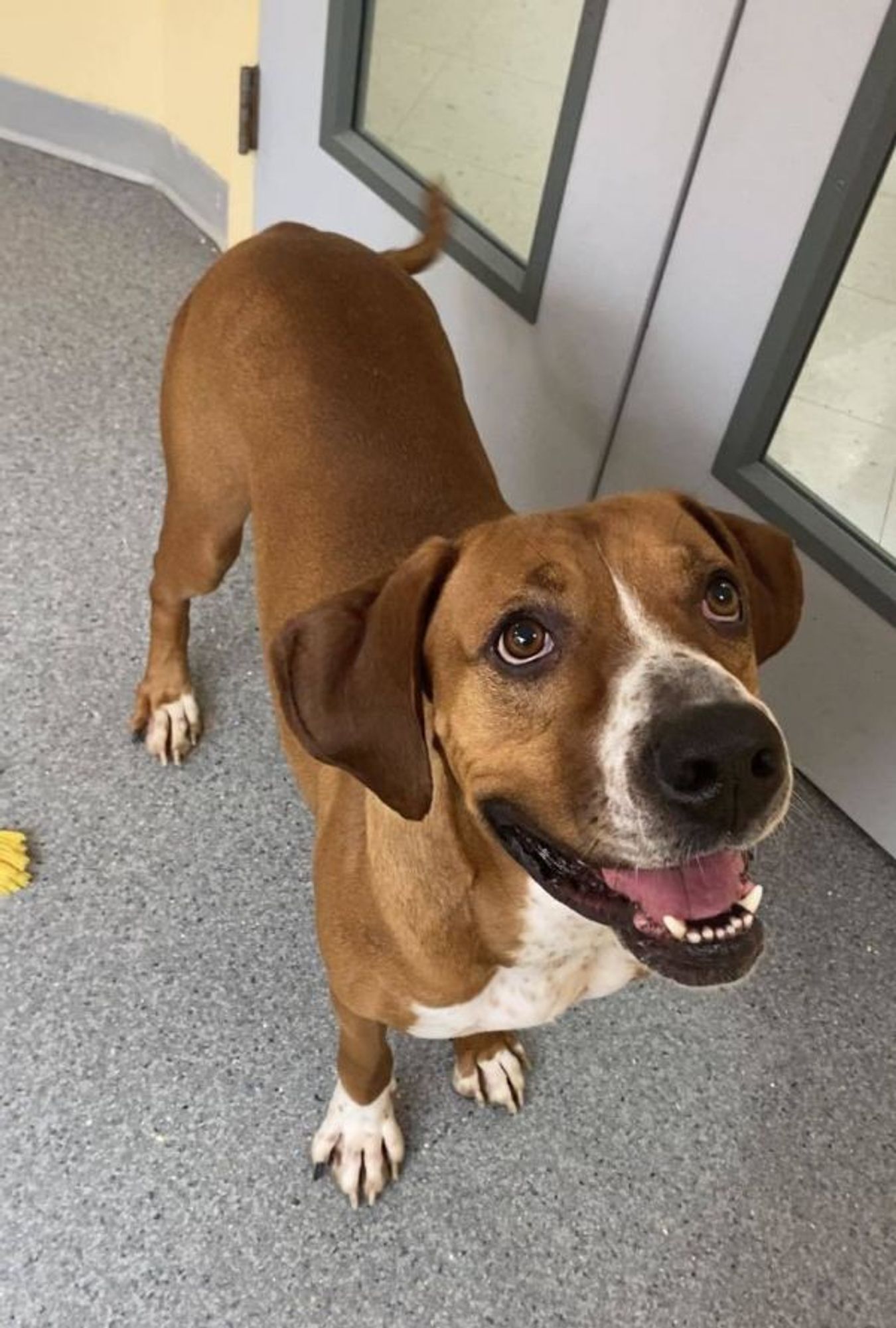 Conan is a Hound dog, available for adoption in Covington, VA.