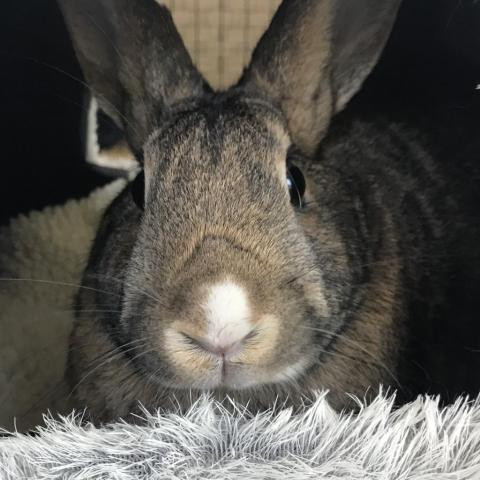 Ginger is a American and Dutch rabbit, available for adoption in Napa, CA.