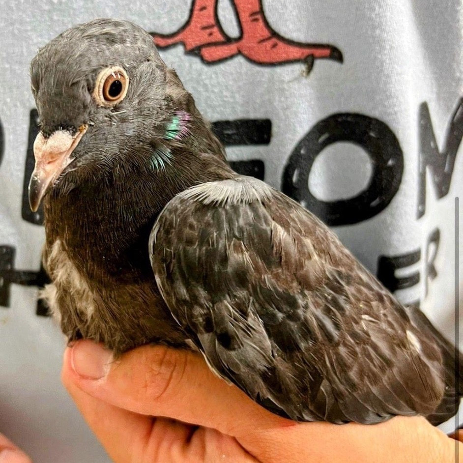 GobbleGobble is a Pigeon dove, available for adoption in Chicago, IL.