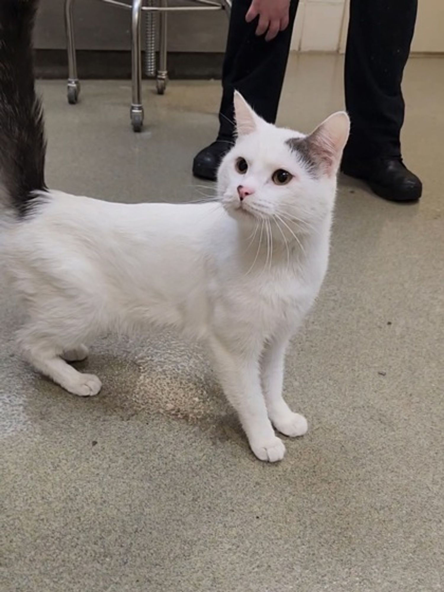 Snowman is a Domestic Short Hair cat, available for adoption in Chesapeake, VA.