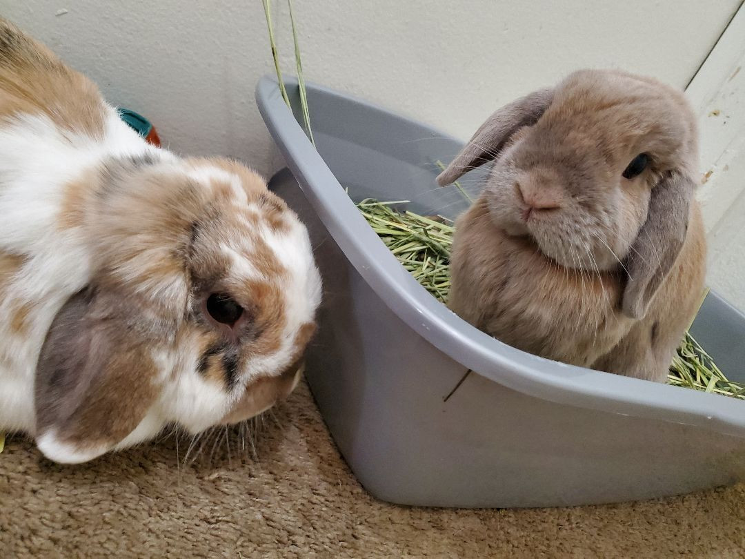 Nugget is a Holland Lop rabbit, available for adoption in Los Angeles, CA.