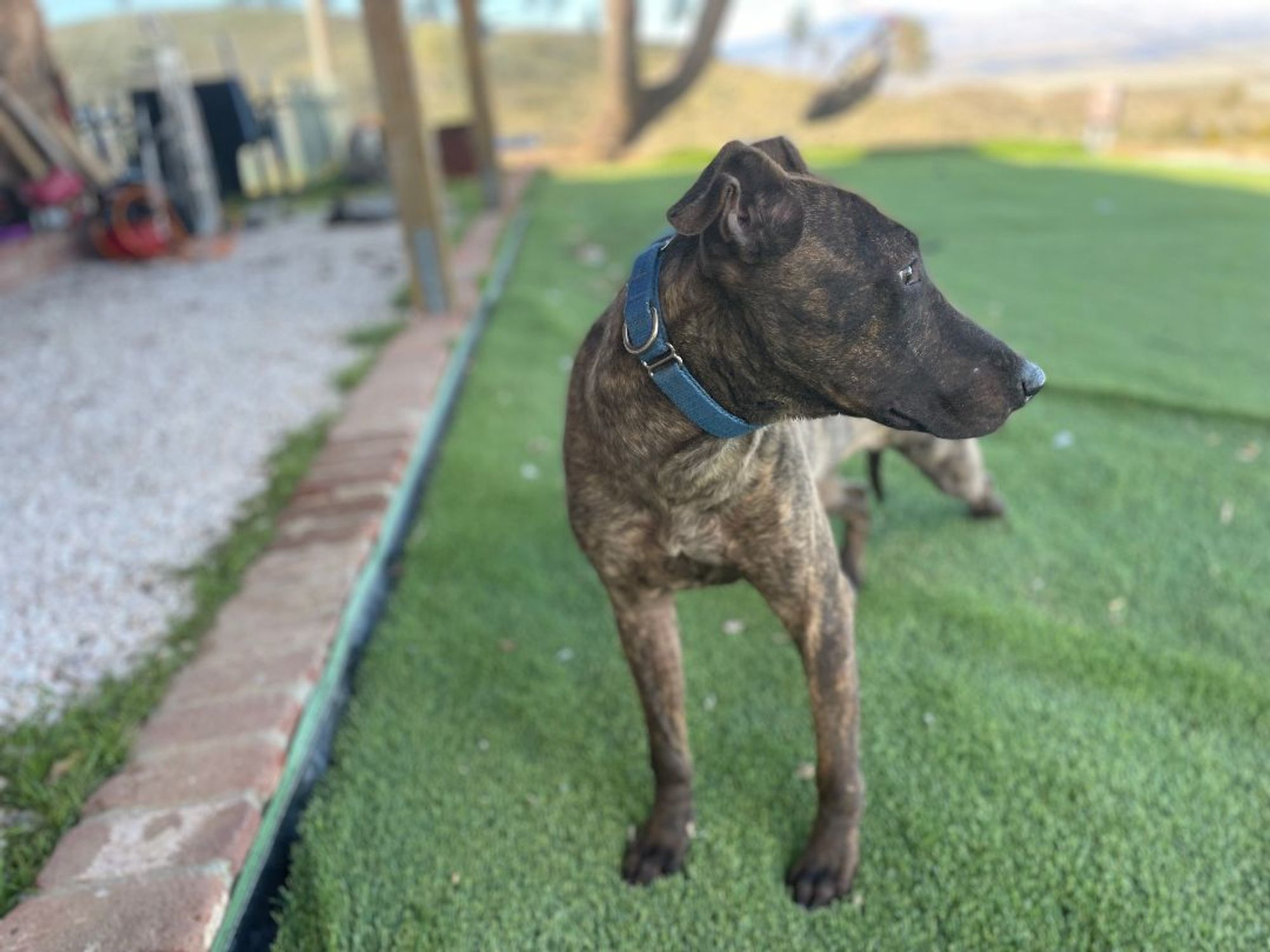 Parker and Enzo is a Bull Terrier and Staffordshire Bull Terrier dog, available for adoption in woodland hills, CA.