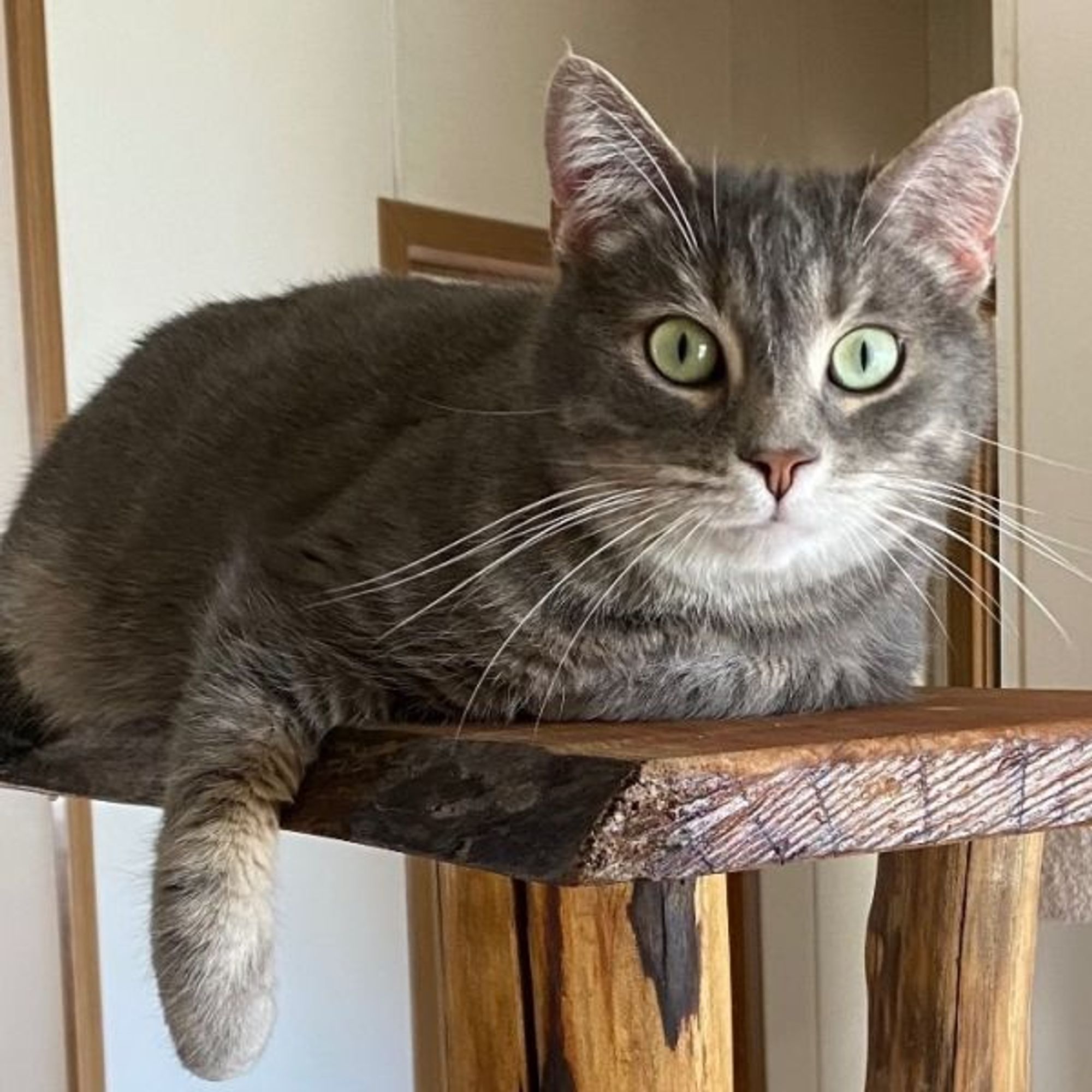 Thalia is a Tabby and Domestic Short Hair mix cat, available for adoption in Goshen, IN.