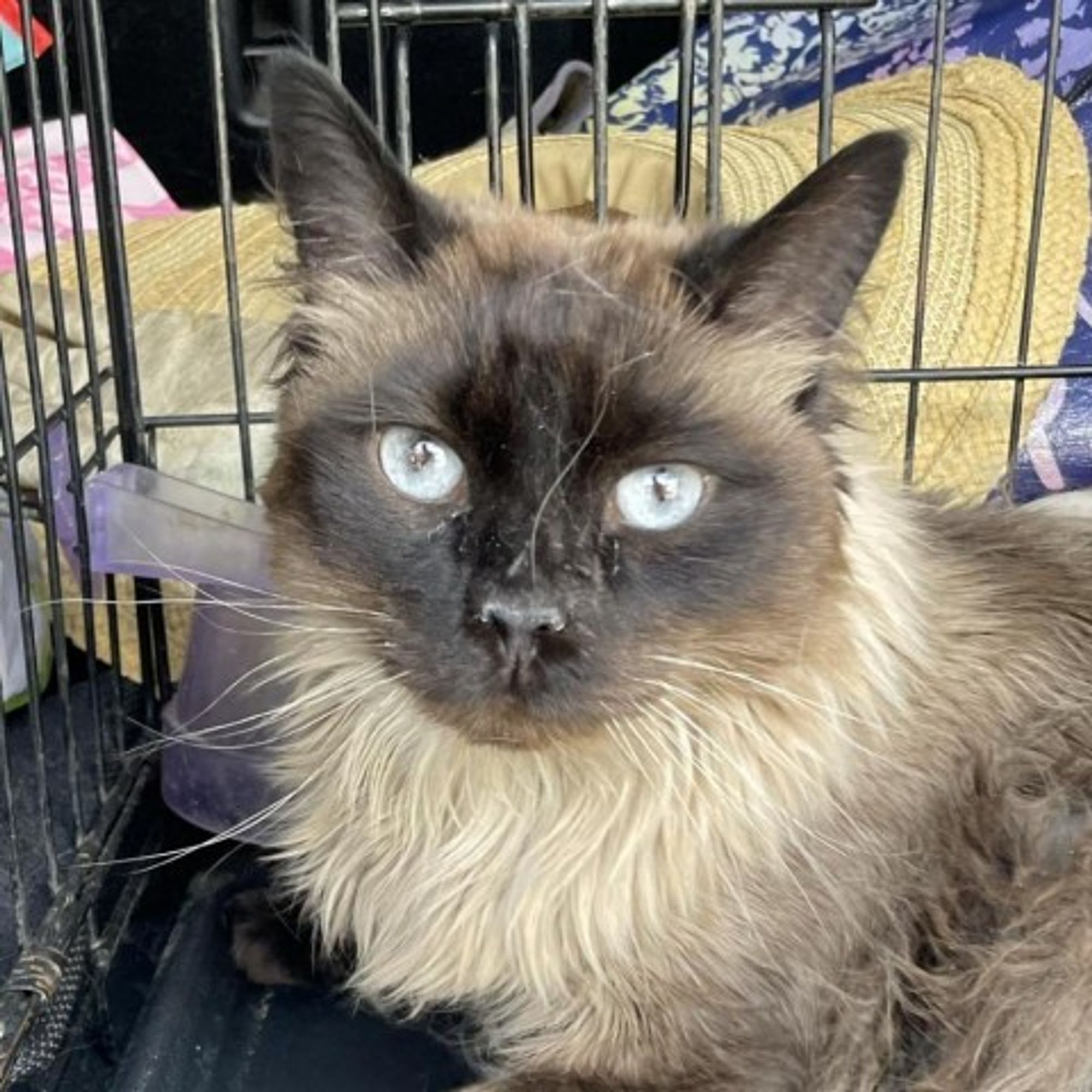 Luca is a Domestic Long Hair and Himalayan cat, available for adoption in Hemet, CA.