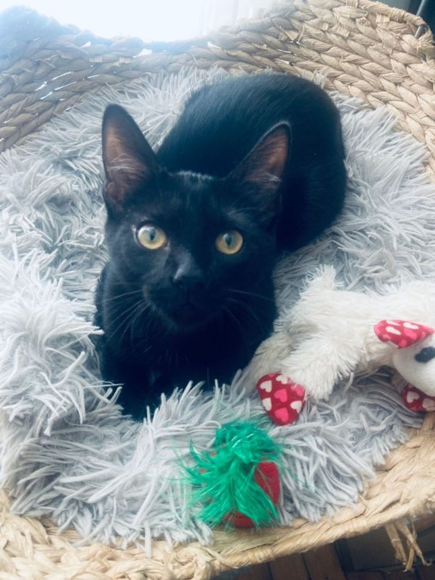 Ebony is a Domestic Short Hair cat, available for adoption in Columbus, OH.