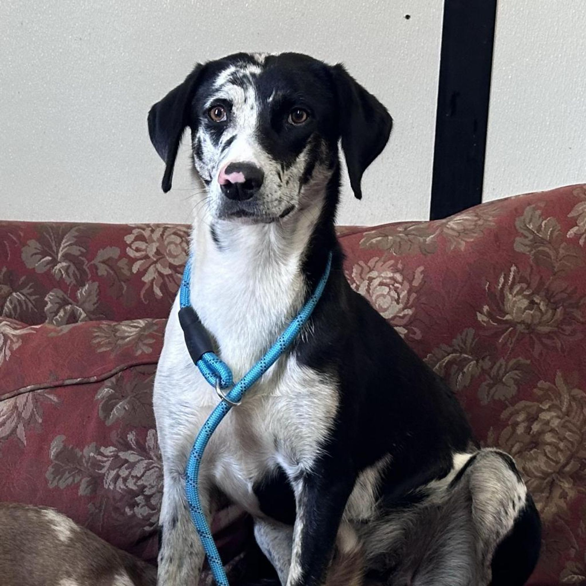 Sandia is a Catahoula Leopard Dog available for adoption in Graham, TX.