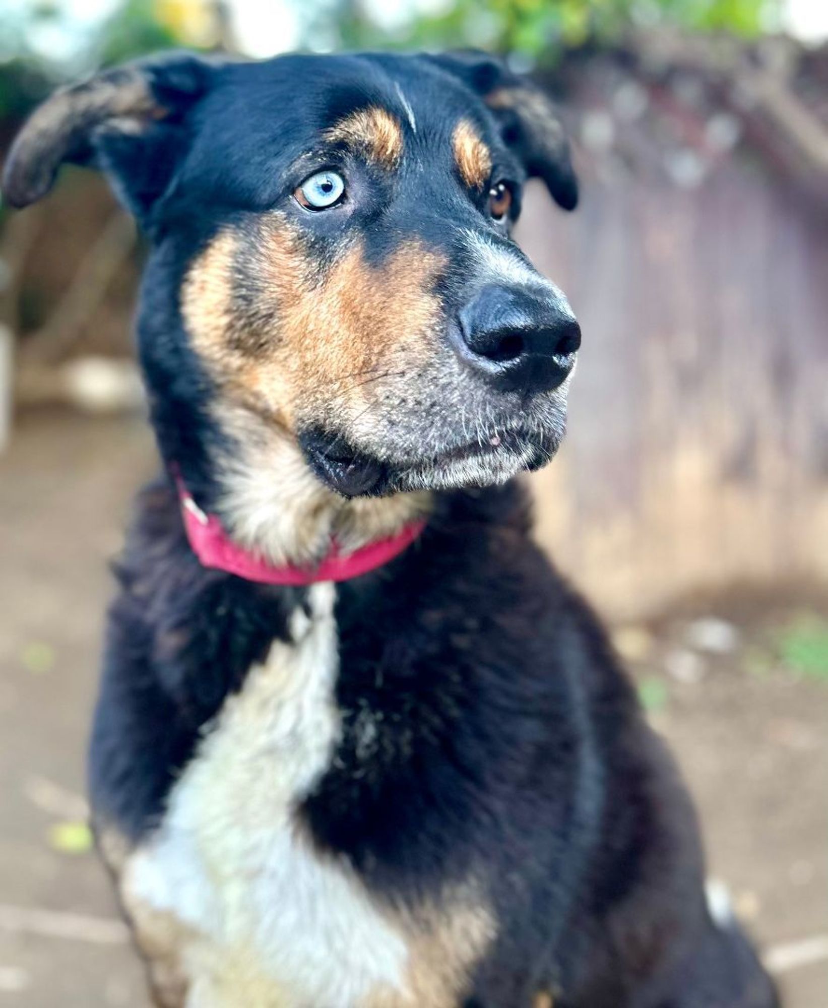 Blue is a Beauceron and Rottweiler dog, available for adoption in woodland hills, CA.