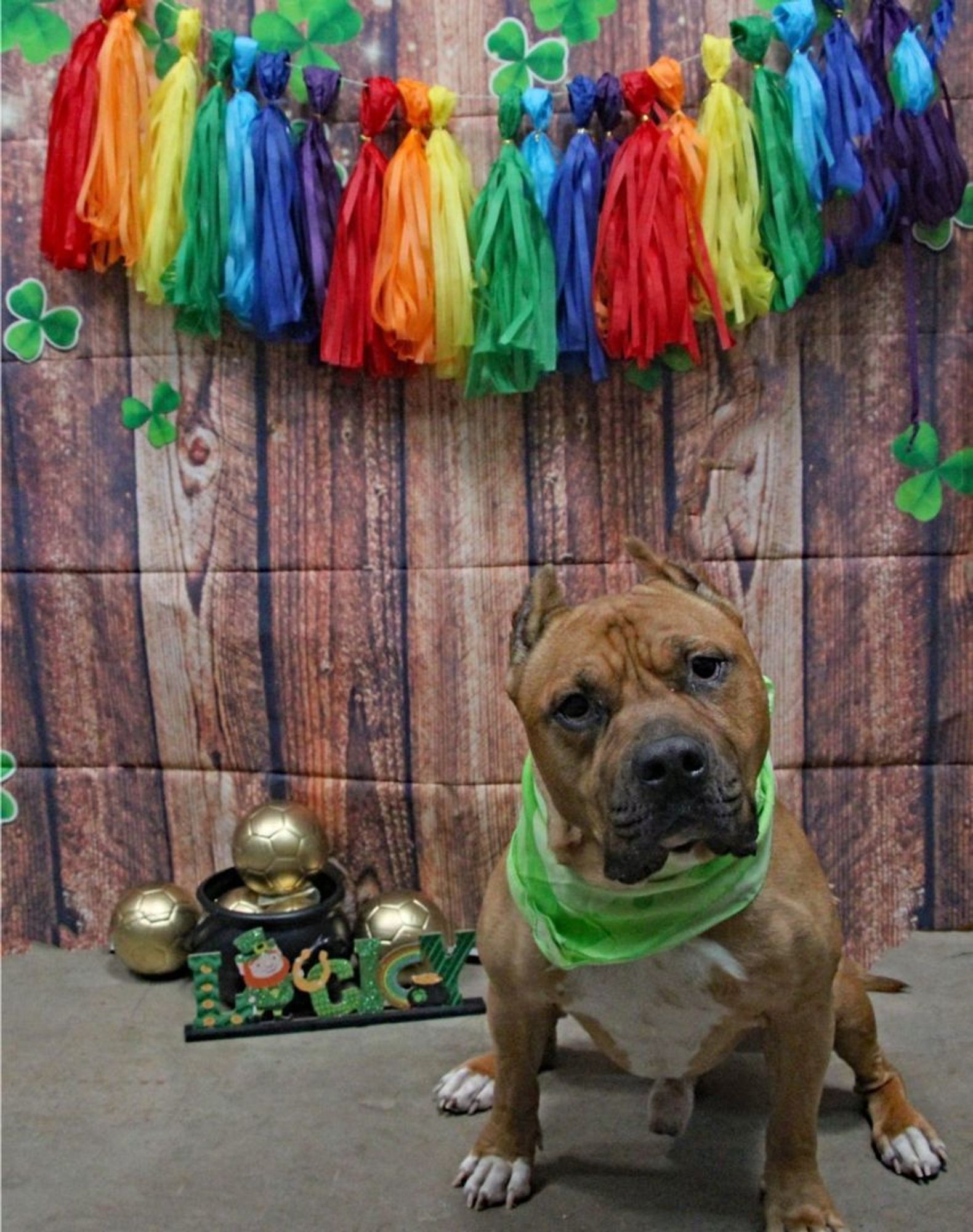 Burrito is a American Staffordshire Terrier and Pit Bull Terrier dog, available for adoption in Graham, TX.