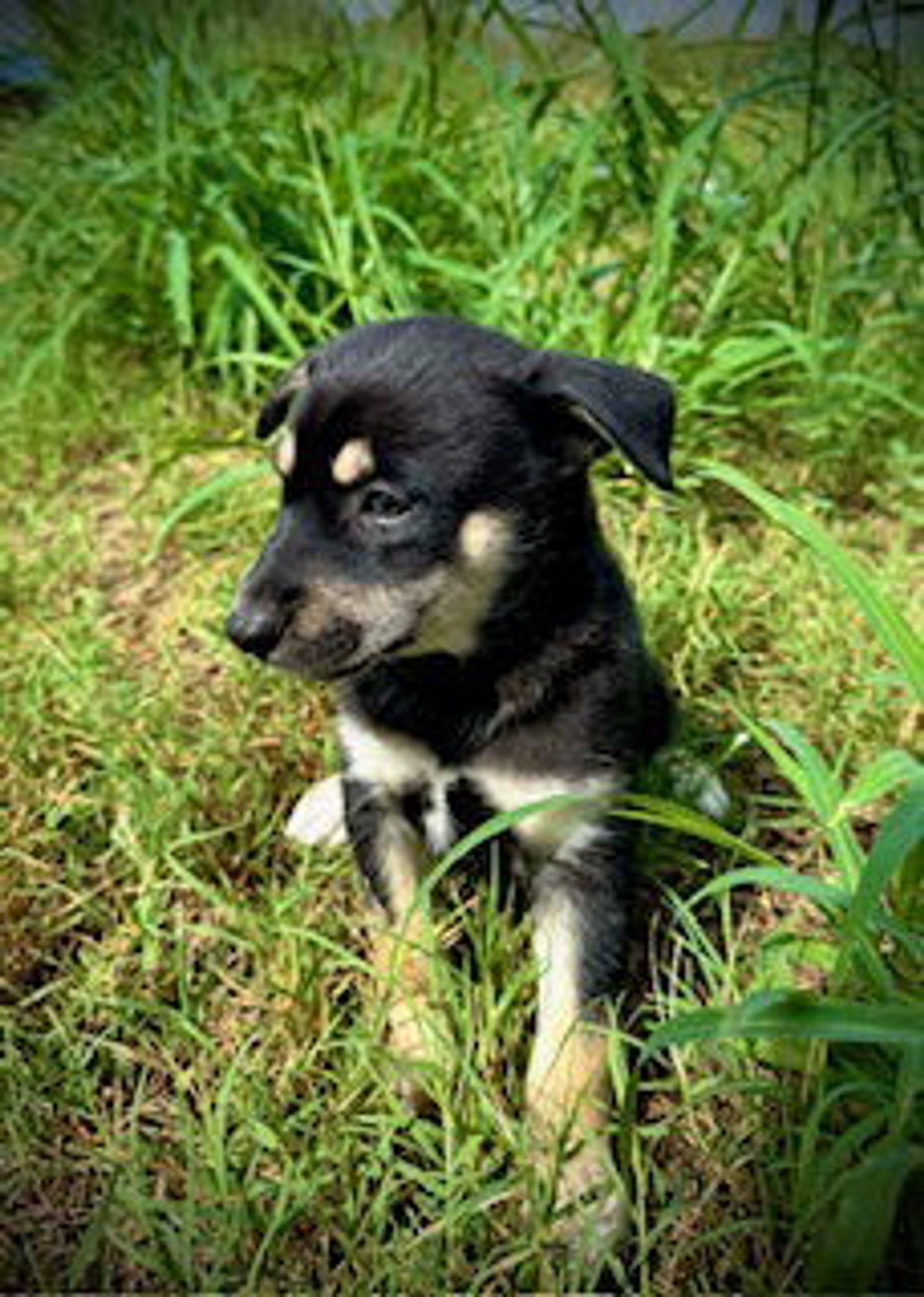 Elyna - Puppy #4 (La Belle) is a Husky and Hound dog, available for adoption in Pleasanton, TX.