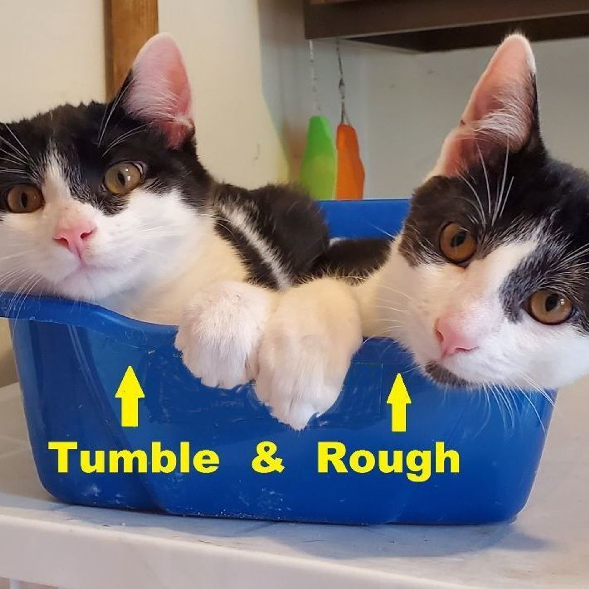 Rough & Tumble is a Domestic Short Hair cat, available for adoption in Mokena, IL.