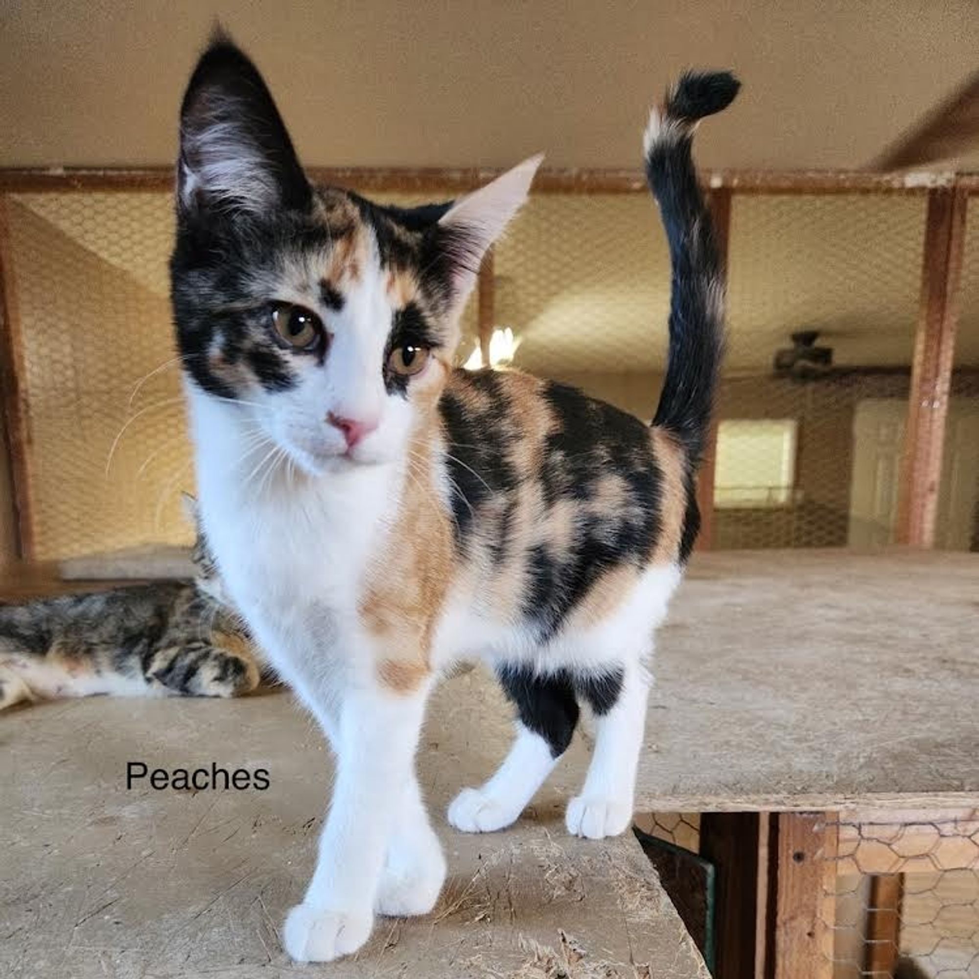 Peaches is a Domestic Short Hair cat, available for adoption in Pocatello, ID.