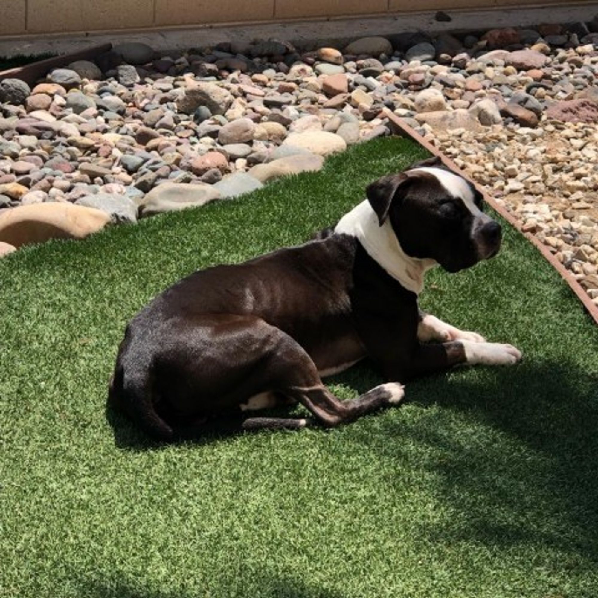 Eeyore is a Boxer and Pit Bull Terrier dog, available for adoption in Las Vegas, NV.