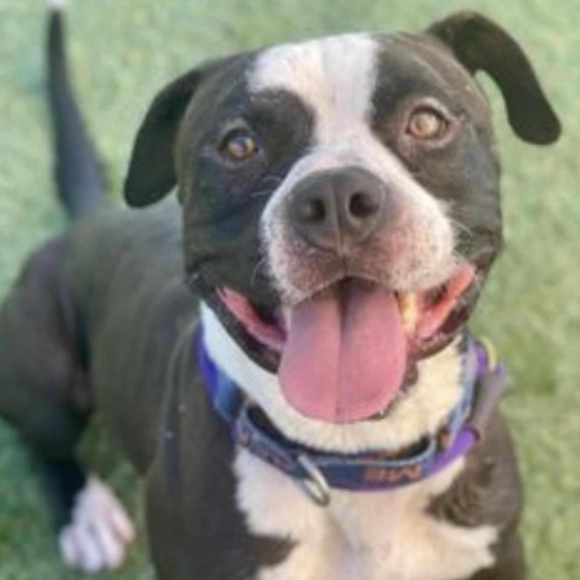 Eeyore is a Boxer and Pit Bull Terrier dog, available for adoption in Las Vegas, NV.