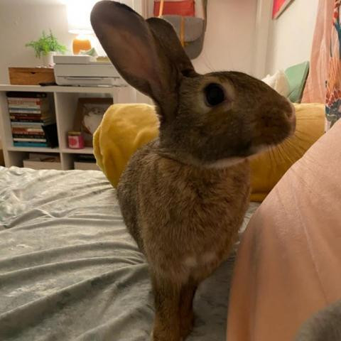 Ginger is a American and Dutch rabbit, available for adoption in Napa, CA.