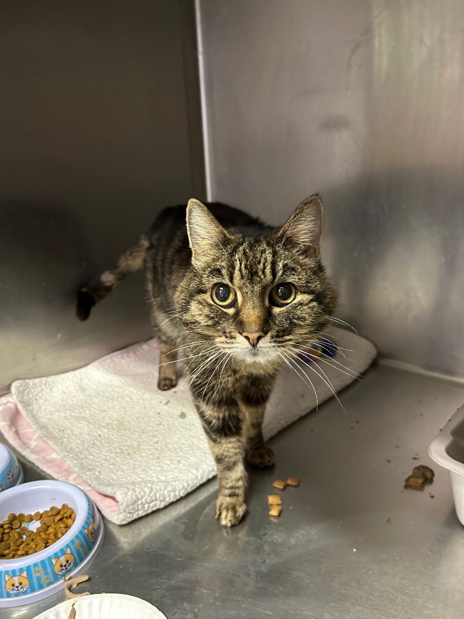 Marley is a Domestic Short Hair cat, available for adoption in Valley Falls, KS.