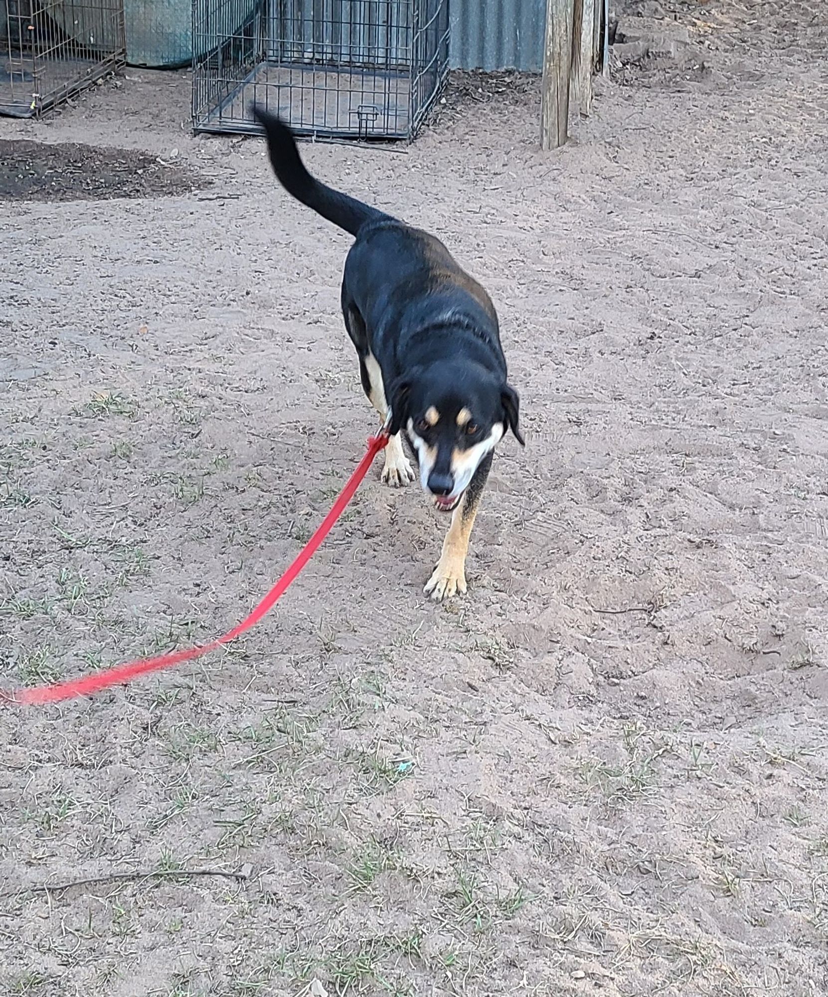 Oliver is a Border Collie and Terrier dog, available for adoption in Sheridan, TX.