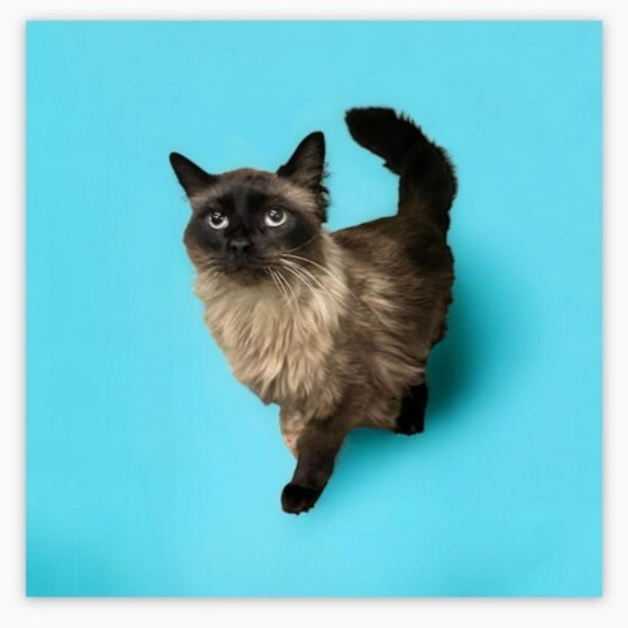 Luca is a Domestic Long Hair and Himalayan cat, available for adoption in Hemet, CA.