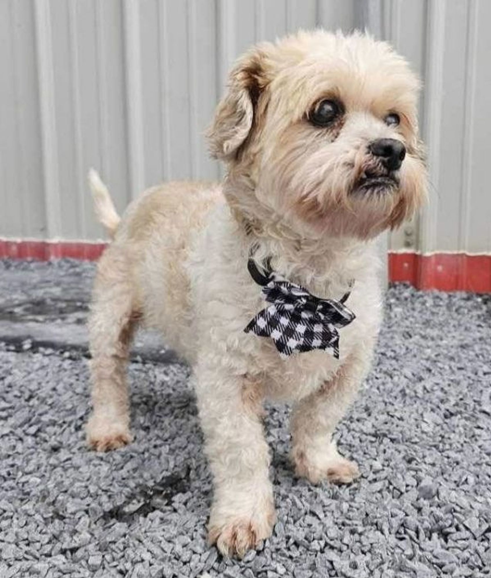 Alex is a Shih Tzu mix dog, available for adoption in Lewistown, PA.