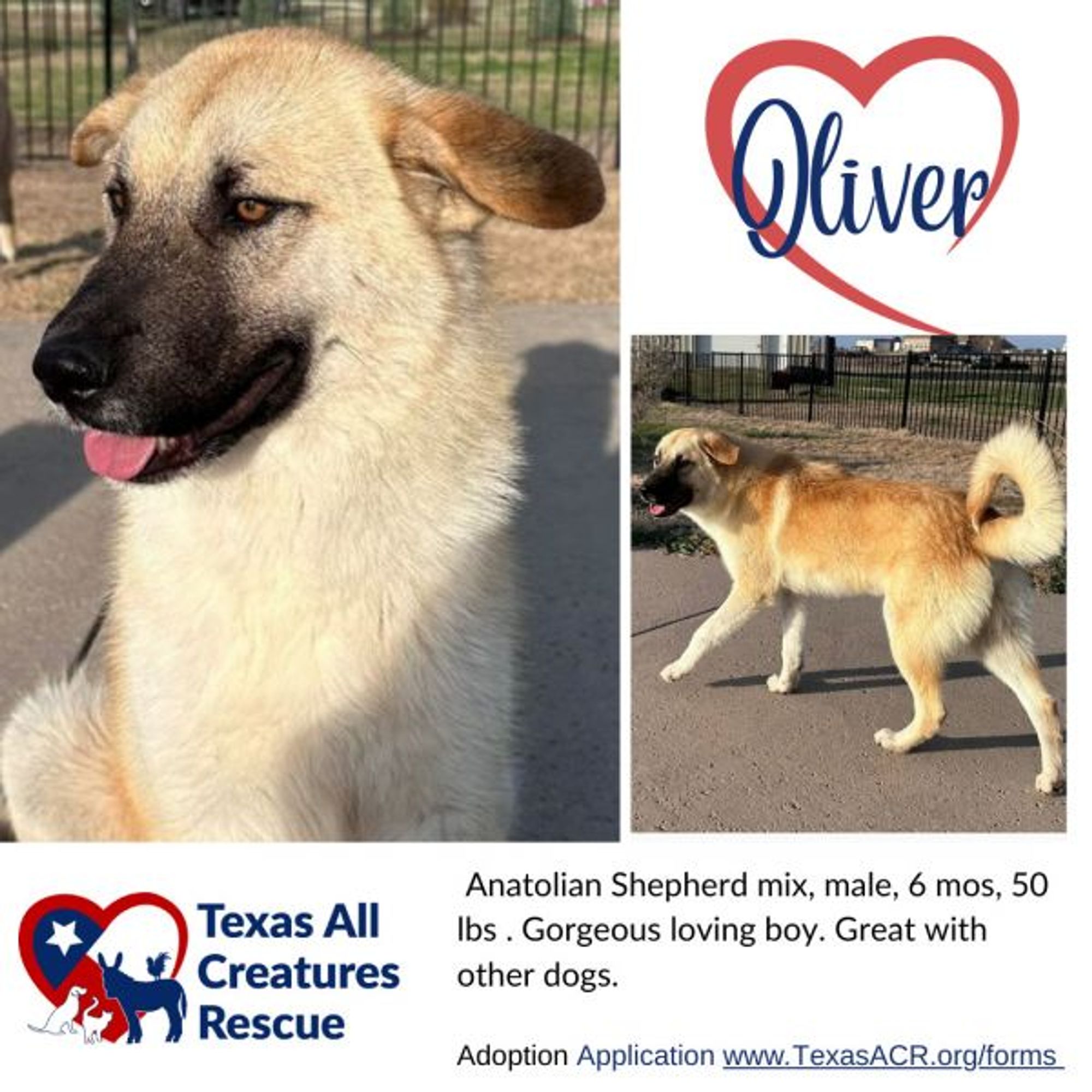 Oliver is a Anatolian Shepherd mix dog, available for adoption in Alvarado, TX.