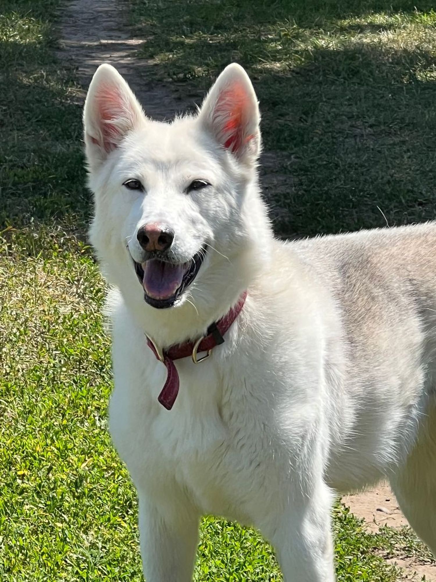 Abby and Loki is a Siberian Husky dog, available for adoption in Deer Park, WA.