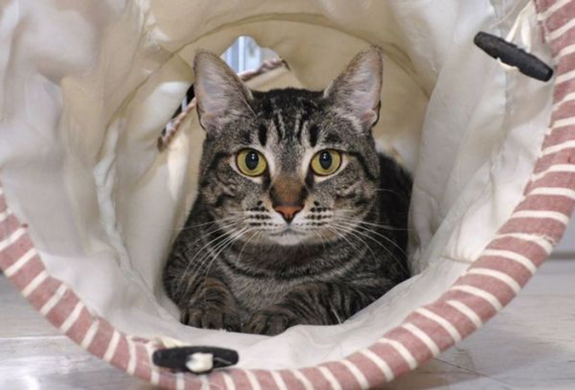 Tiki Cat is a Domestic Short Hair cat, available for adoption in Oak Harbor, WA.