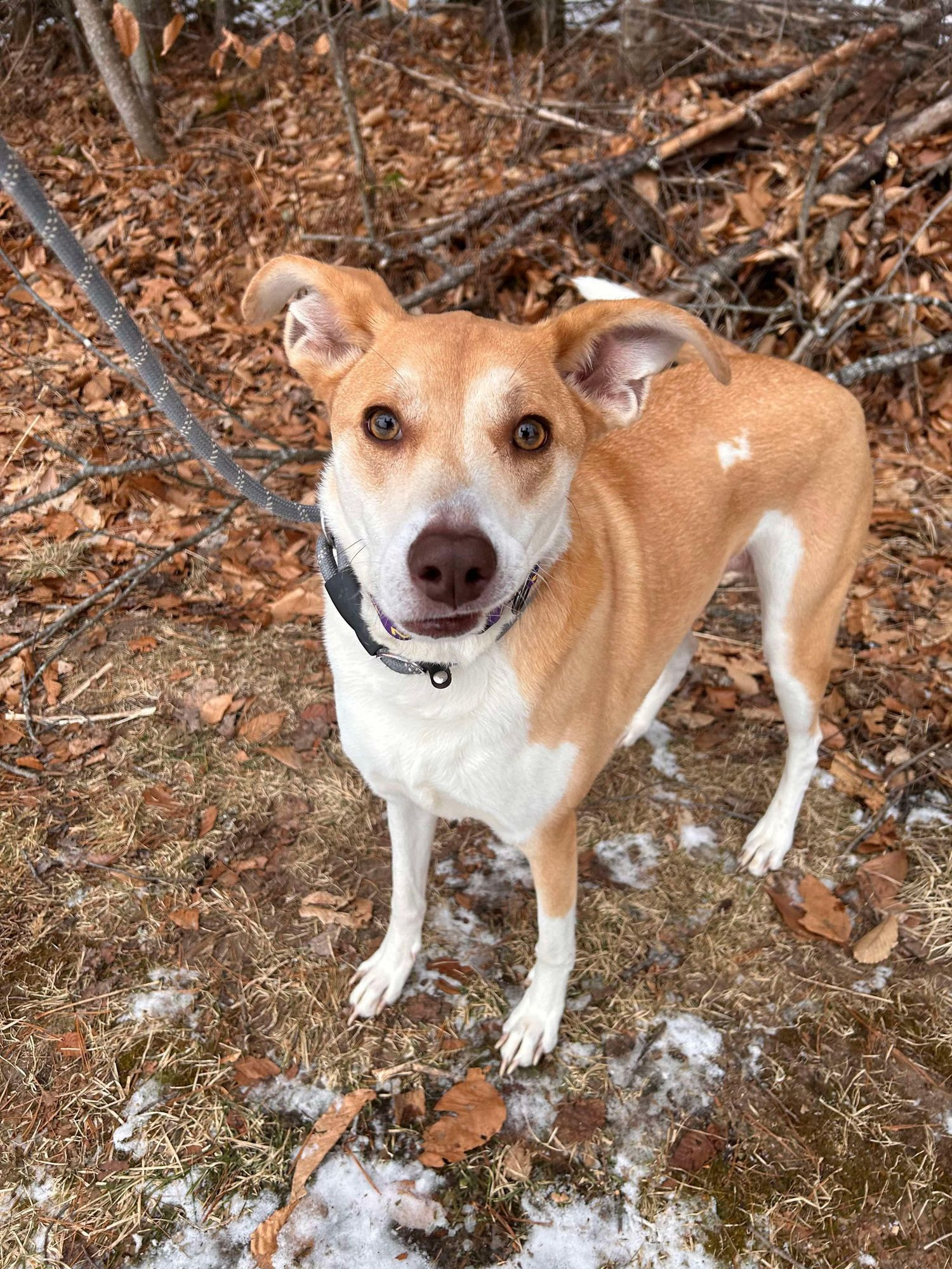 Dahlia is a Shepherd and American Staffordshire Terrier dog, available for adoption in Paris, ME.