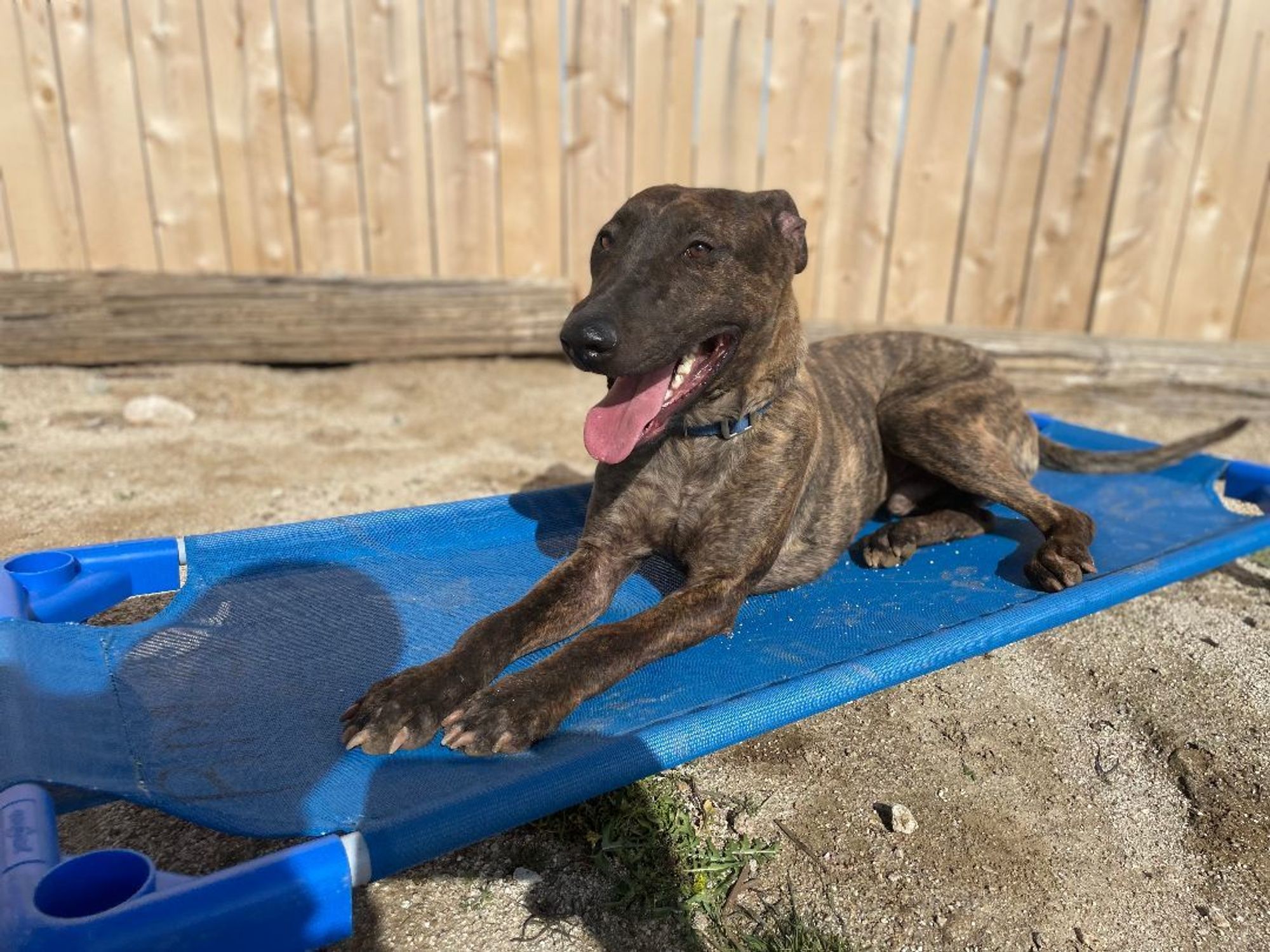 Parker and Enzo is a Bull Terrier and Staffordshire Bull Terrier dog, available for adoption in woodland hills, CA.