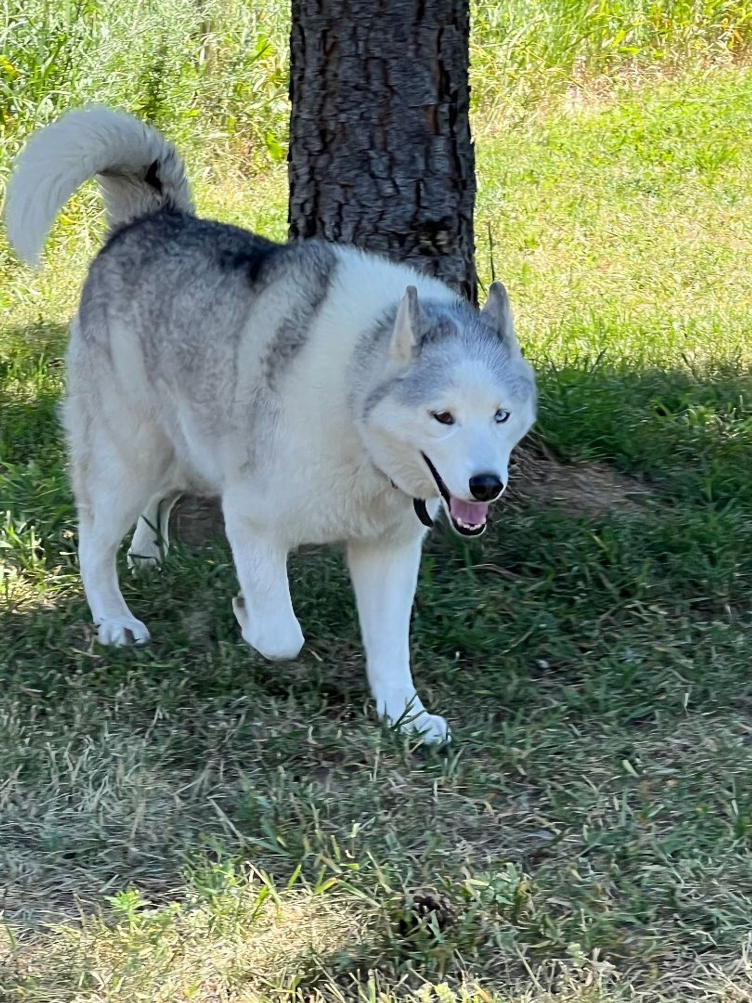 Abby and Loki is a Siberian Husky dog, available for adoption in Deer Park, WA.