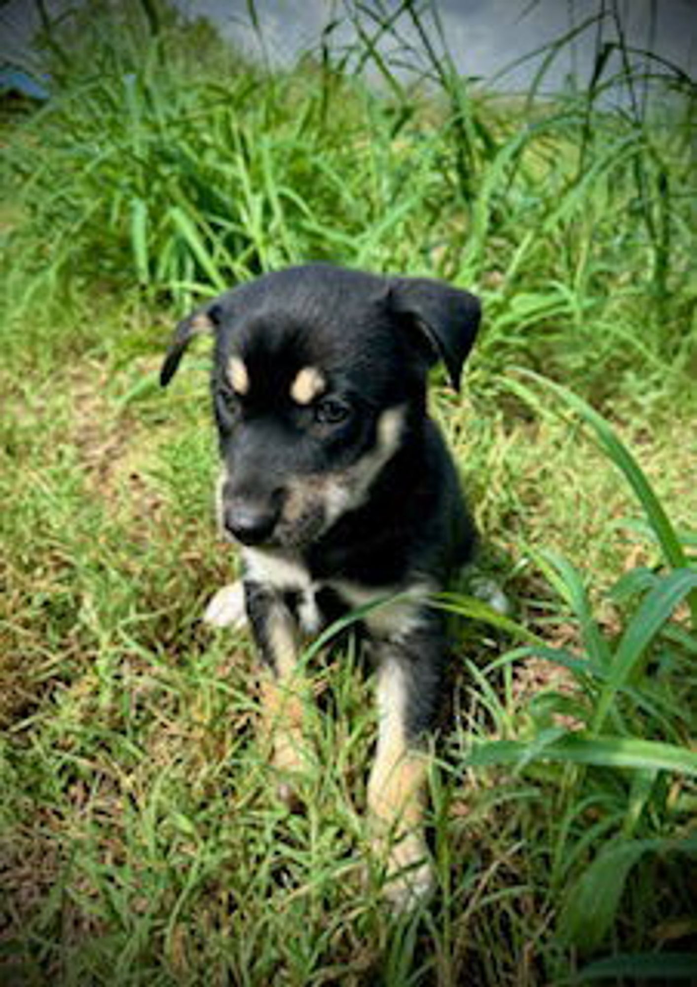 Elyna - Puppy #4 (La Belle) is a Husky and Hound dog, available for adoption in Pleasanton, TX.