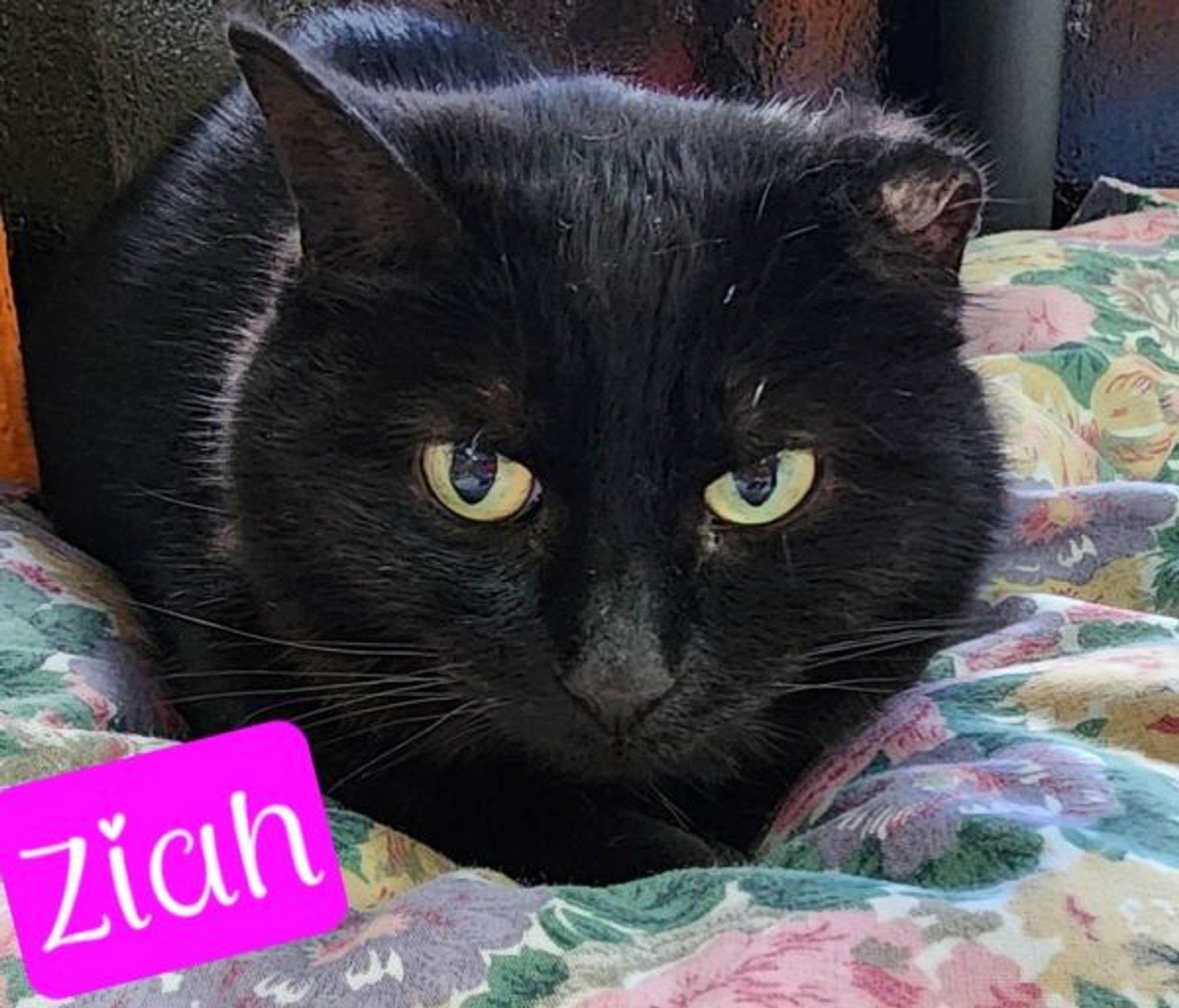 Ziah is a Domestic Short Hair mix cat, available for adoption in Jim Thorpe, PA.