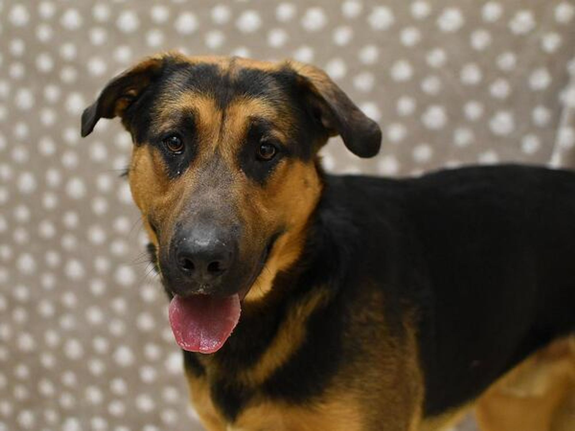 Douglas is a German Shepherd Dog mix dog, available for adoption in Portland, OR.