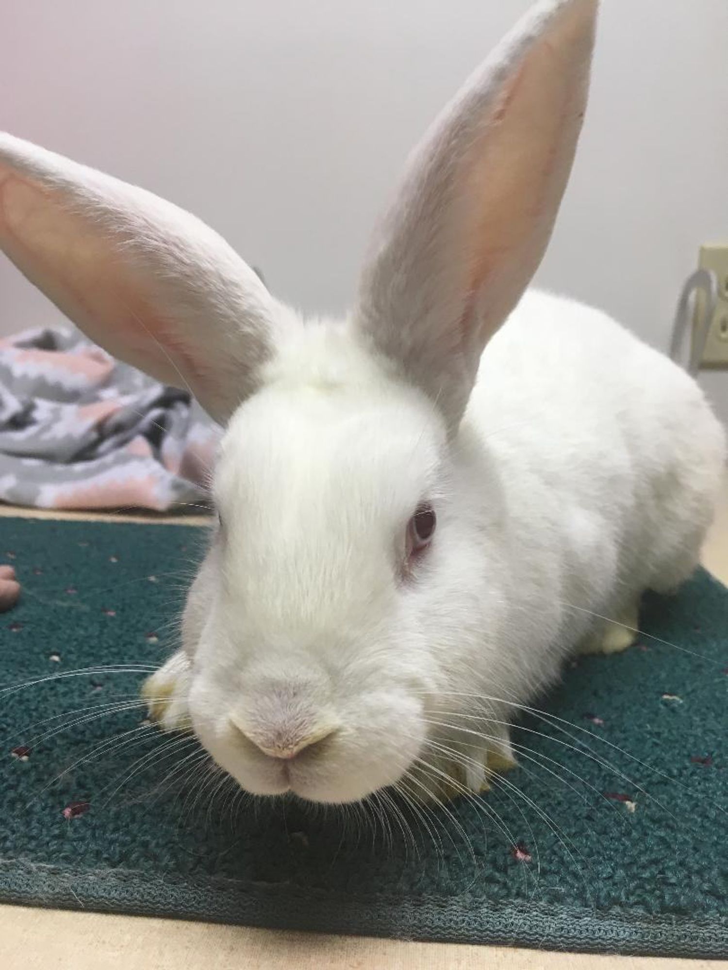 Pony is a New Zealand mix rabbit, available for adoption in Youngstown, OH.