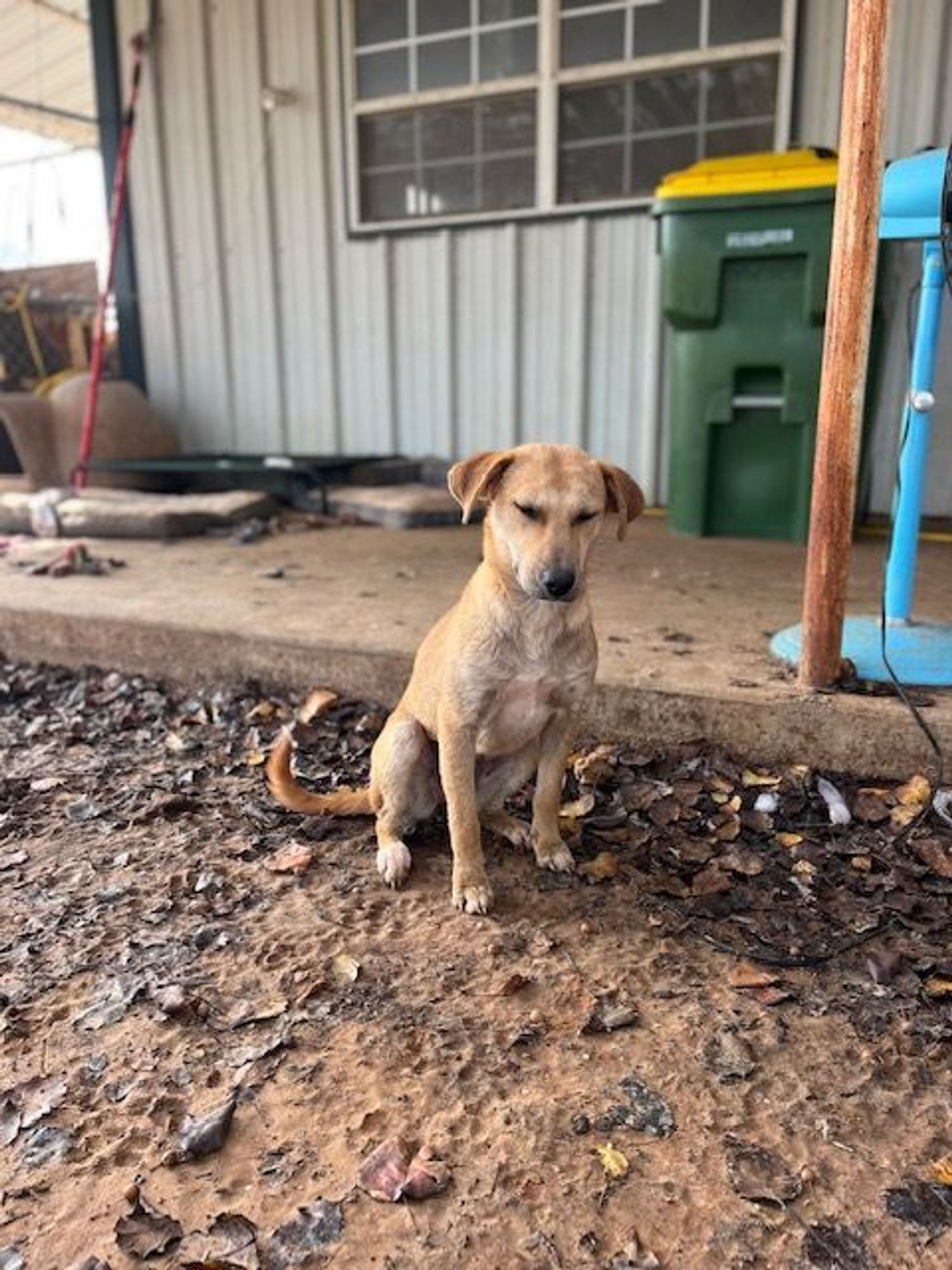 Margie is a Terrier mix dog, available for adoption in Paradise, TX.