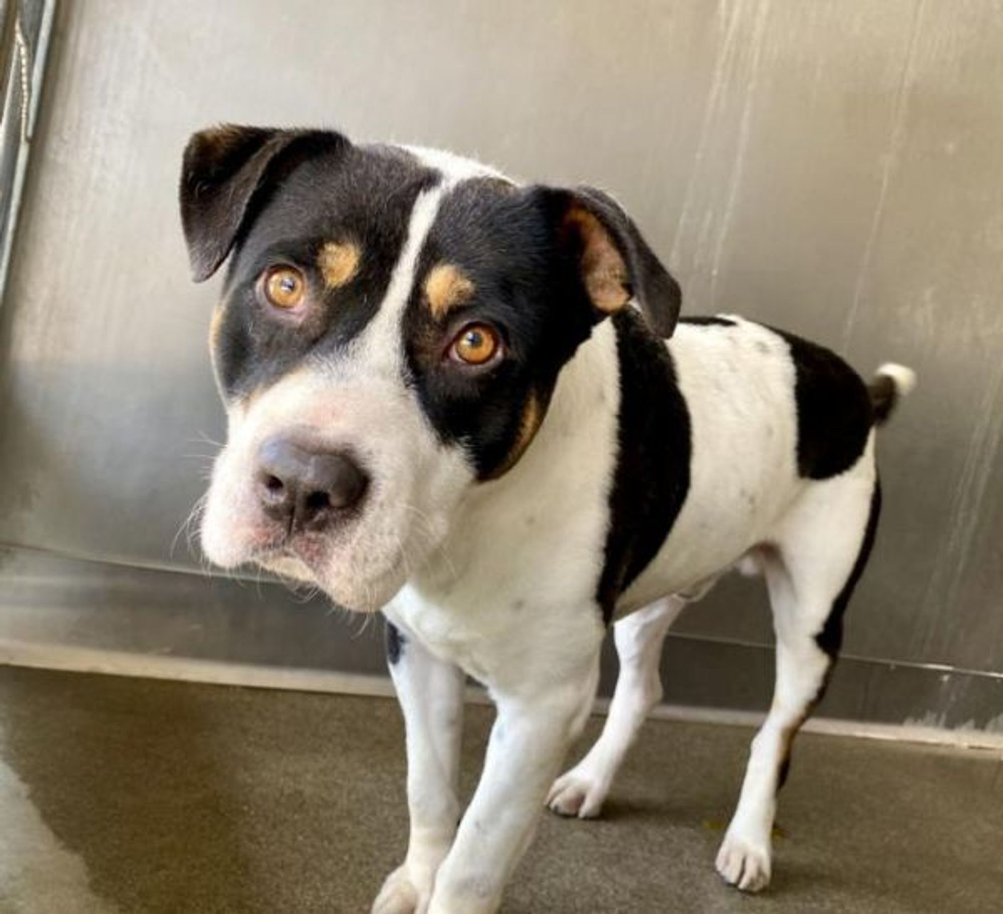 MARVIN is a Pit Bull Terrier dog, available for adoption in San Bernardino, CA.