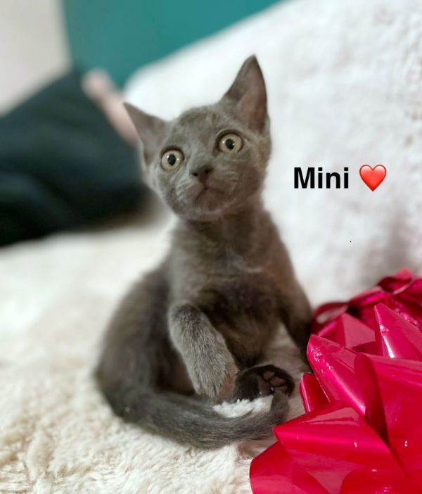 Mini is a Domestic Short Hair mix cat, available for adoption in Lake Monroe, FL.