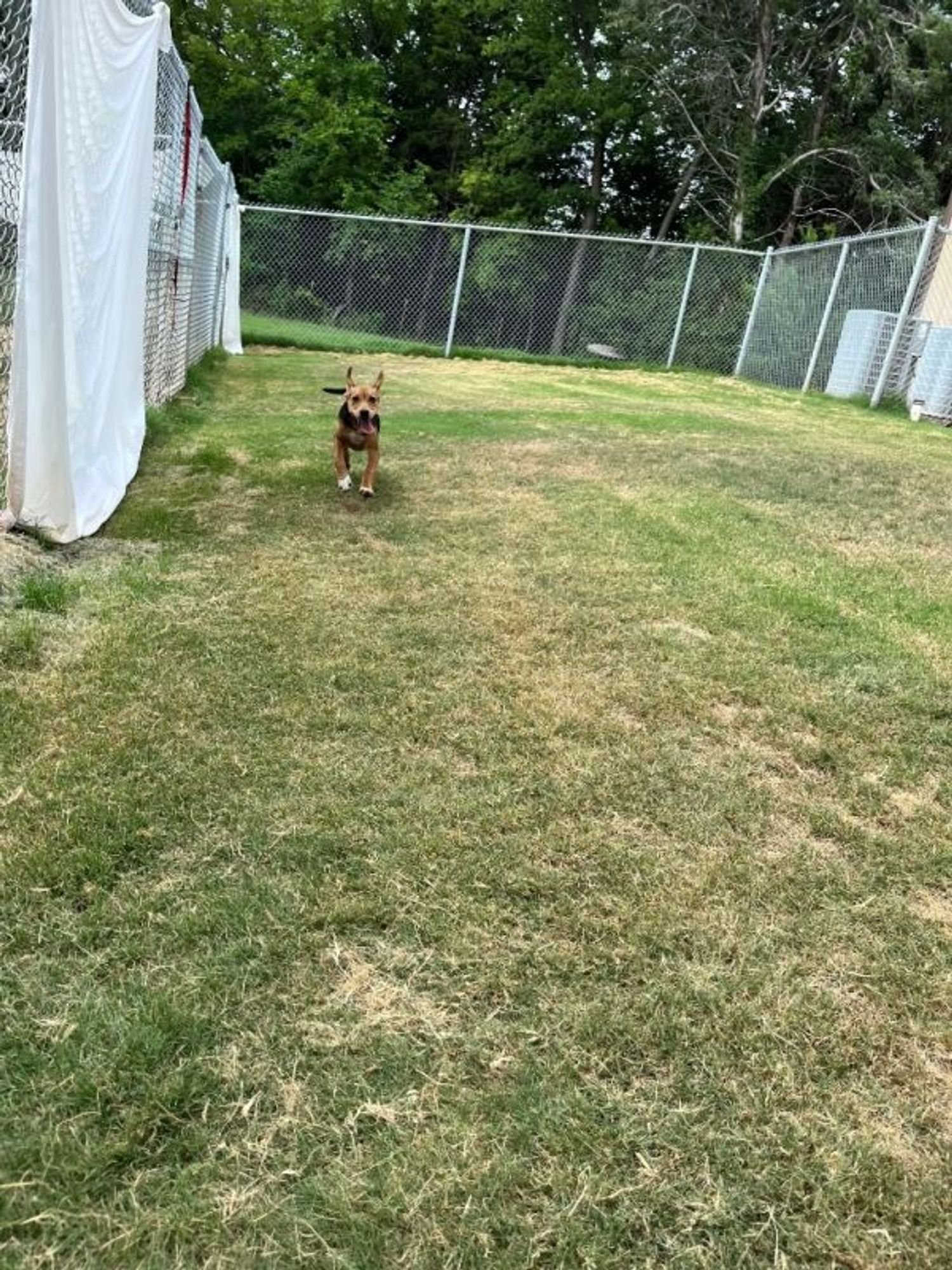 Goose is a Hound dog, available for adoption in Noble, OK.