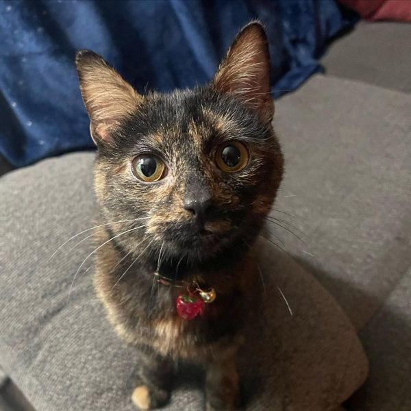 Olivia is a Domestic Short Hair and Tortoiseshell mix cat, available for adoption in Hollister, CA.