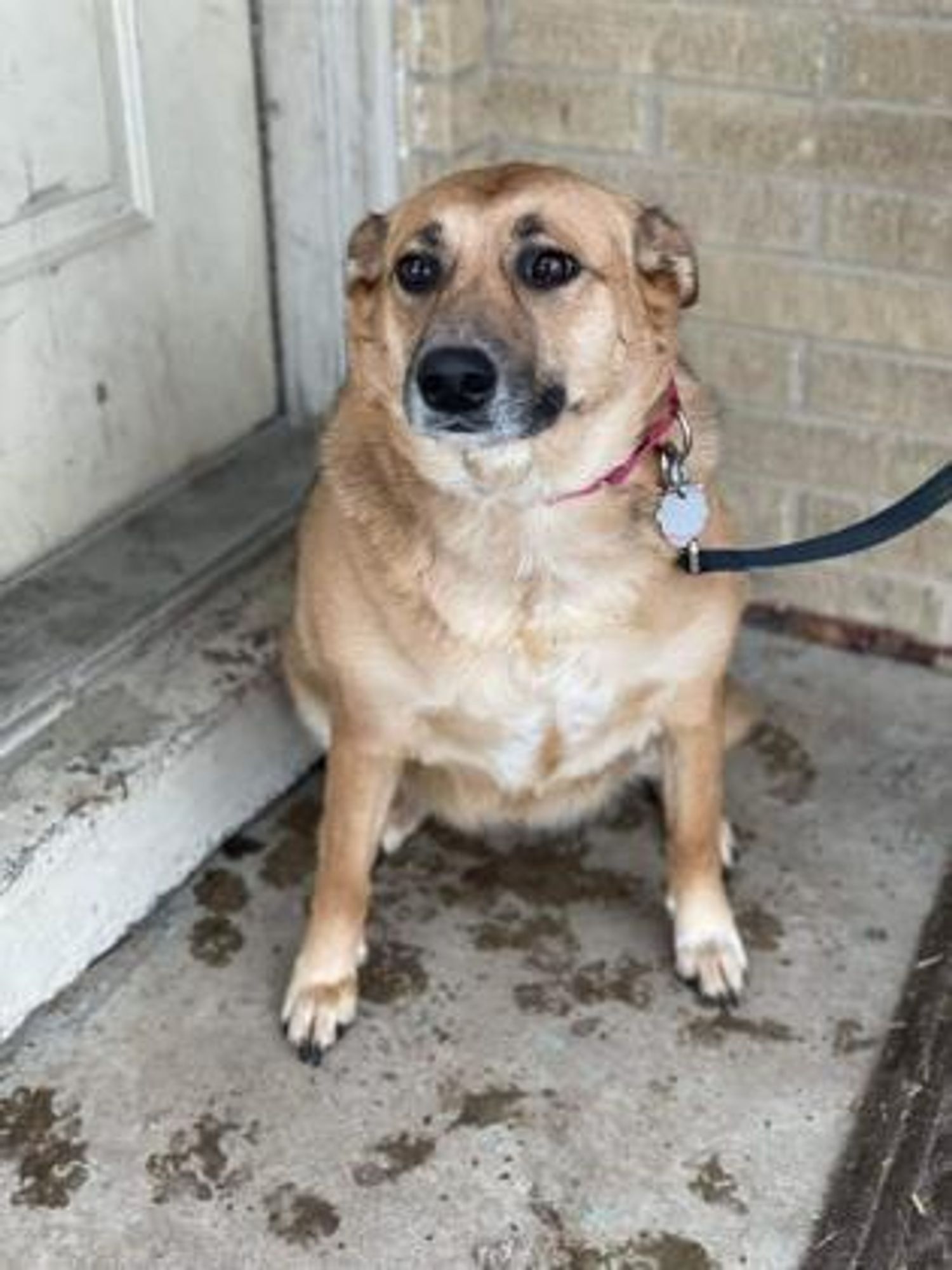 Sue is a Shepherd and Mixed Breed dog, available for adoption in Pekin, IL.